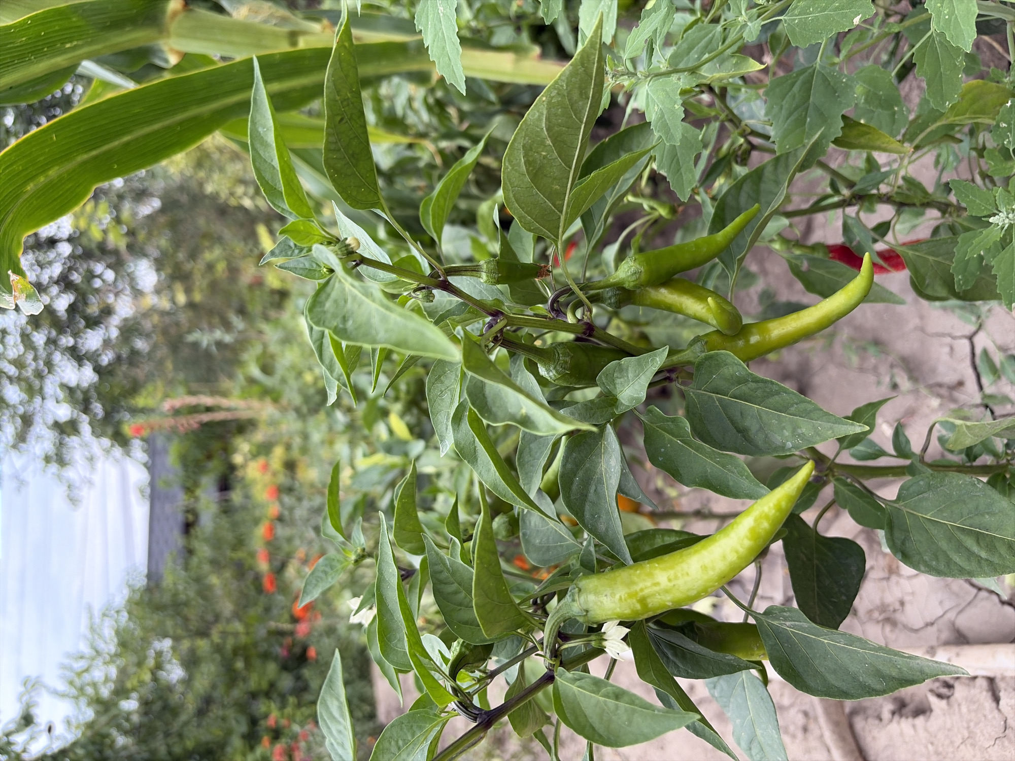 In Oxentea, Moldova, a close-up shot focuses on a pepper plant laden with green chili peppers. The peppers hang from the plant, some still partially obscured by their green leaves. In the background, other plants and trees create a natural, outdoor environment. The ground appears to be dry and dusty. A portion of a corn stalk is visible on the right side of the frame. The sky above is overcast.