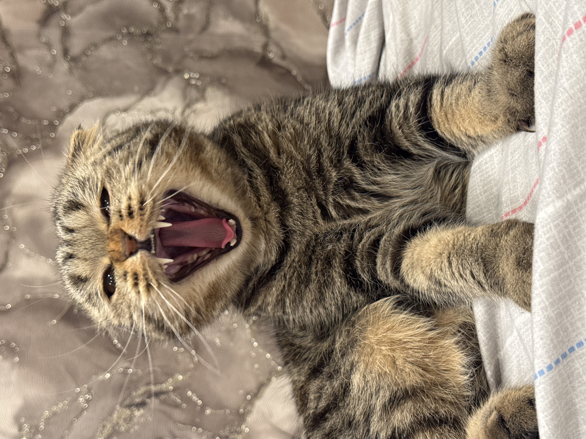 A close-up, slightly rotated photograph depicts a tabby cat yawning widely, revealing its pink tongue and sharp teeth. The cat is lying on a light brown textured surface, possibly a bedspread or blanket. To the cat's right is a section of white fabric with blue and pink lines. The cat's fur is a mix of brown, gray, and tan colors, and its whiskers are prominently displayed. The location is not discernible from the image.