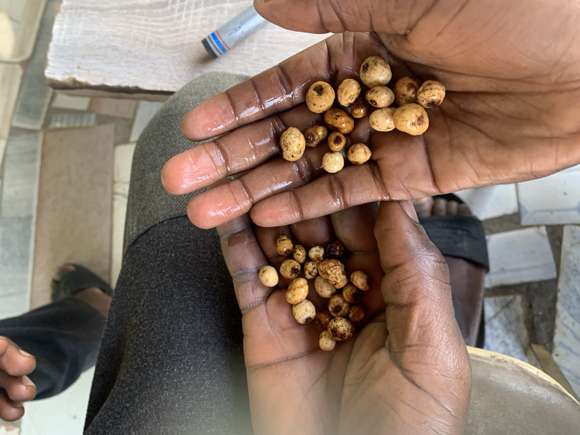 A person sits with two hands cupped, holding a quantity of tan, mottled seeds, likely tiger nuts, in Kabong, Nigeria. The hands are visibly wet. A gray fabric covers the person's legs. The person is wearing dark sandals. In the background are floor tiles and what appears to be part of a chair. A blue and white object lies on the chair.
