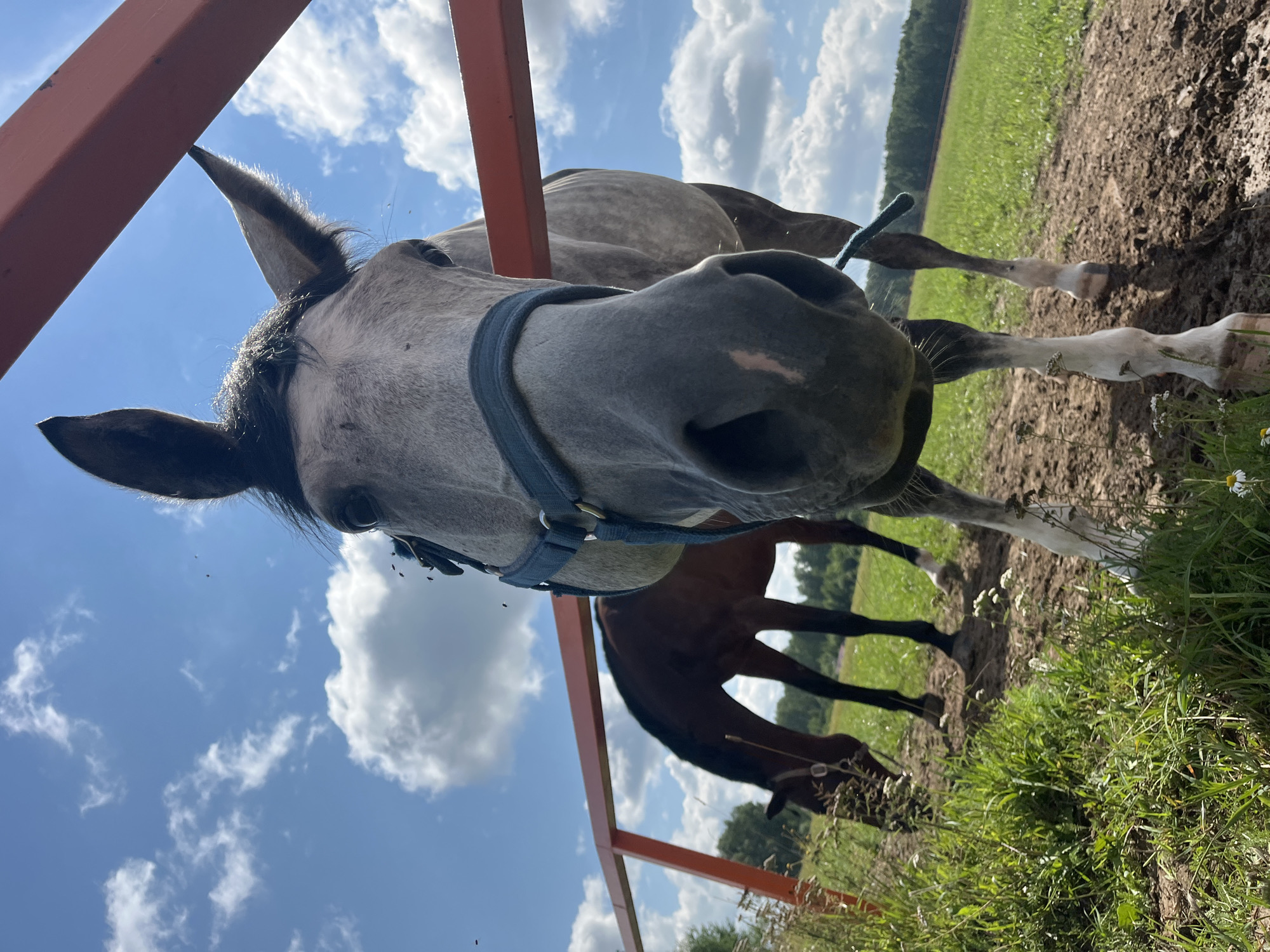 In a rural outdoor setting, two horses are visible. The foreground features a light grey horse with dark markings, wearing a blue halter. This horse is positioned close to the camera, with its head and part of its body filling the frame. Behind it, to the left, is a darker brown horse with its head lowered, appearing to graze in a grassy area. Both horses are behind an orange metal fence. The environment consists of a dirt path in the foreground, transitioning to green grass with some wildflowers, and a wooded area in the background under a bright blue sky with scattered white clouds. There are small flying insects visible in the air around the horses. The scene appears to be set in Akhlebaikha (Kovriginskii S/S), Russia.