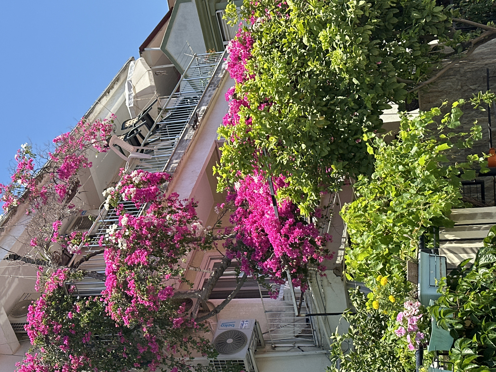 The image captures a vibrant, sun-drenched scene of a building facade adorned with abundant pink and white bougainvillea flowers, situated in Fethiye, Turkey. The building, likely an apartment complex, features multiple balconies. On one balcony, a white plastic chair and two black chairs are visible, along with a light-colored umbrella. An air conditioning unit is mounted on the exterior wall. Below this, another balcony is partially obscured by lush green foliage and more blooming bougainvillea. In the foreground, a variety of plants, including some with pink and yellow flowers in a teal planter, thrive. The architectural style suggests a Mediterranean influence, common in coastal Turkish cities like Fethiye. The clear blue sky indicates fair weather.