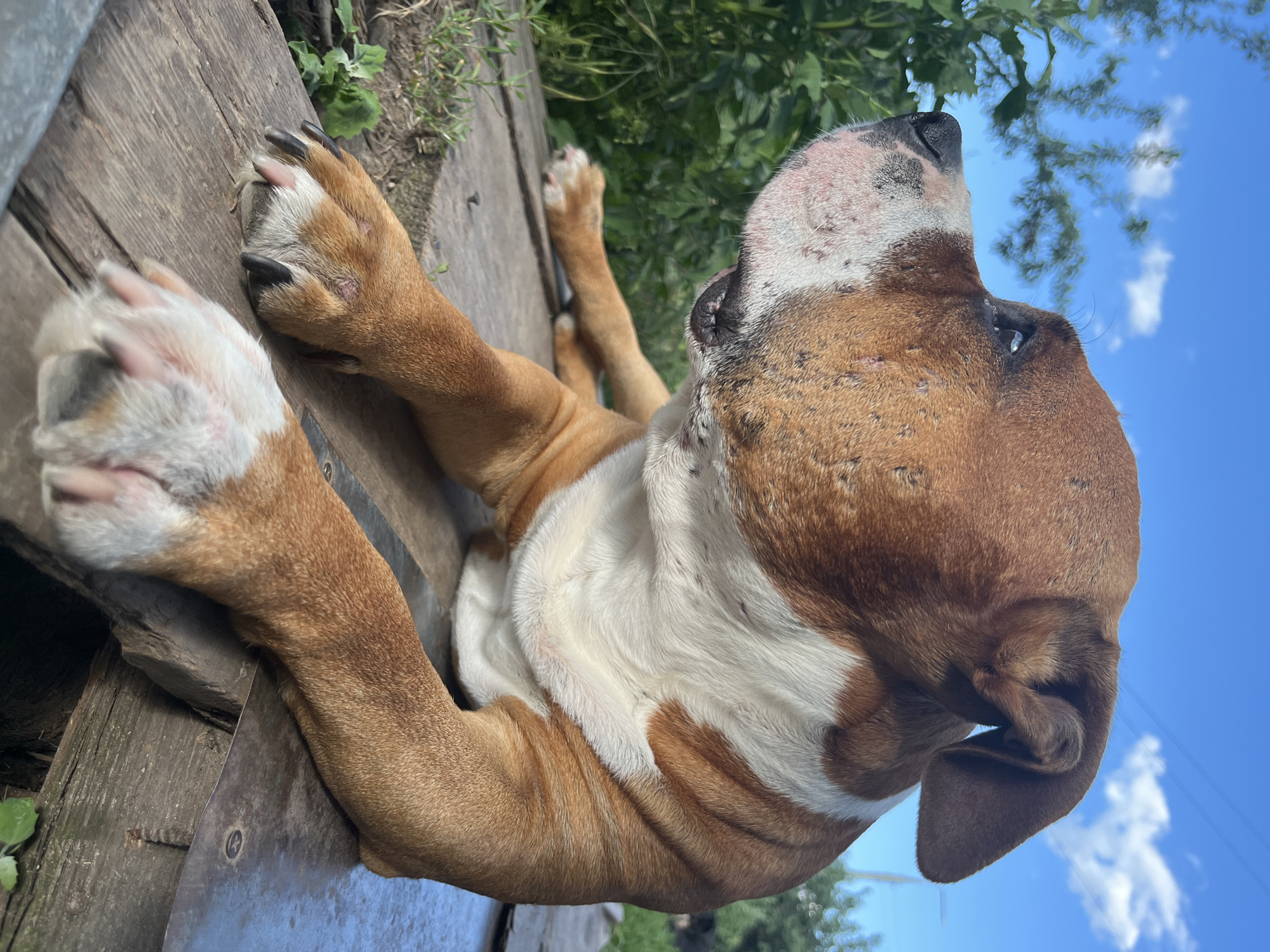 A medium shot shows a brown and white Staffordshire Bull Terrier lying on a weathered wooden surface outdoors. The dog is positioned in profile, facing left, with its head slightly raised. Its fur is short and smooth, with distinct patches of white on its chest, muzzle, and paws. The dog's eyes are open and looking off to the left. Its ears are floppy and relaxed. The wooden surface appears to be part of a rustic outdoor setting, possibly a porch or deck, with glimpses of green foliage and a bright blue sky with scattered white clouds in the background. There are no people present in the image. The image is taken in daylight, with natural lighting casting shadows. The specific location in Dnipro, Ukraine, cannot be determined from the visual information provided in the image.
