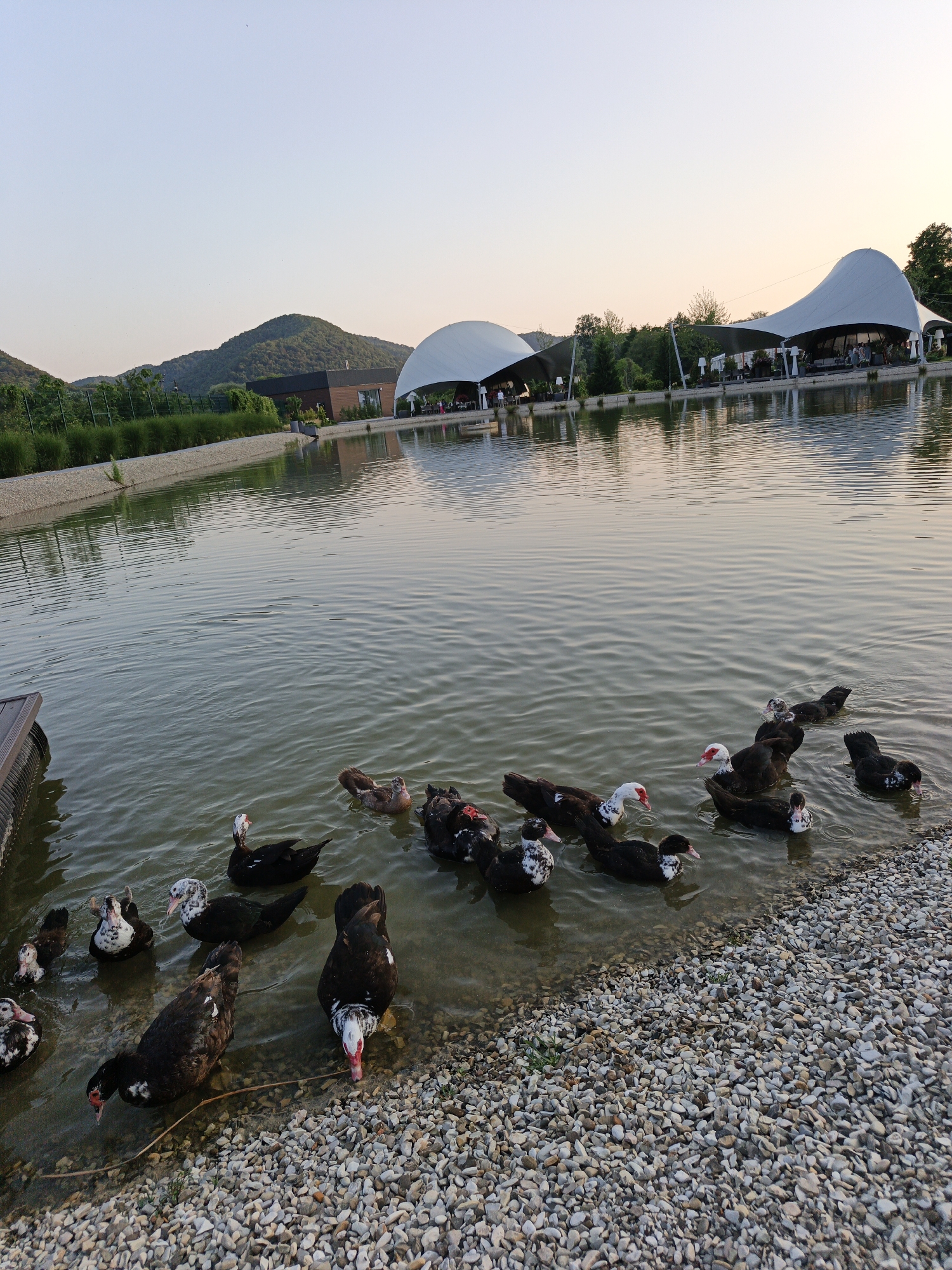 A serene outdoor scene at dusk features a tranquil pond with a flock of ducks. The ducks, a mix of black, white, and brown plumage, are scattered across the water, some swimming while others are near the pebbled shore. One duck in the foreground dips its head into the water, possibly feeding. In the background, a modern architectural structure with large white tensile roofs is visible, suggesting a restaurant or event venue. People are present under the canopies, enjoying the evening. The sky is a soft gradient of pale blue to a warm, faint orange, indicating the sun is setting. Gentle ripples on the water reflect the sky and the distant structures. The overall atmosphere is peaceful and leisurely, set in a naturalistic environment with rolling hills covered in greenery behind the buildings. No visible text is present.