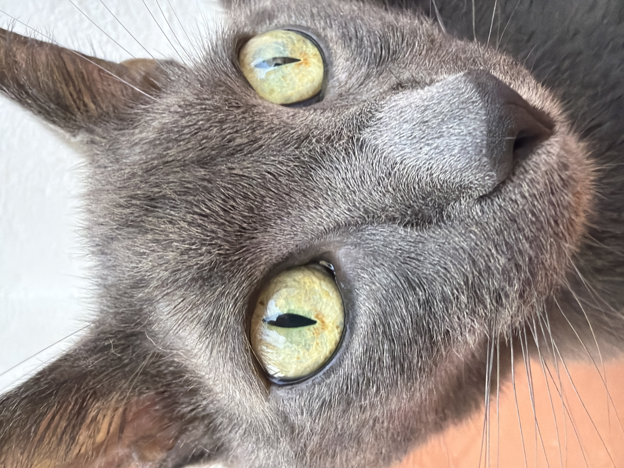 The media file is a close-up, low-angle shot of a grey cat's face, oriented upside down. The cat's large, luminous green eyes are the central focus, with visible pupils that appear slit-like, suggesting a bright environment. The fur is short and dense, a uniform grey color, with some individual whiskers visible extending outwards. The cat's ears are visible on either side of its head, and its nose is partially seen in the upper right quadrant. The background is a plain, off-white surface, possibly a wall or a piece of fabric, and it is out of focus. There is no text visible in the image. The lighting appears to be natural and bright, suggesting it is daytime, and the setting is likely indoors given the proximity of the background surface. The image conveys a sense of curiosity or contemplation from the cat.