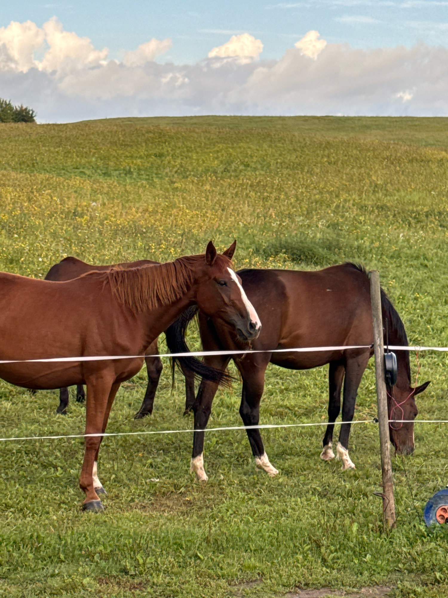 Two horses are in a grassy field with a fence in the foreground. The horse on the left is a reddish-brown color with a white blaze on its face. The horse on the right is a darker brown color. The field is covered in green grass and scattered yellow flowers. In the background, there is a gentle slope of the land under a sky with scattered white clouds. A wooden fence post with an attached black device is visible on the right side of the image. The overall scene appears to be in a rural or semi-rural location, potentially a farm or pasture. This image was taken in Galinė, Lithuania.