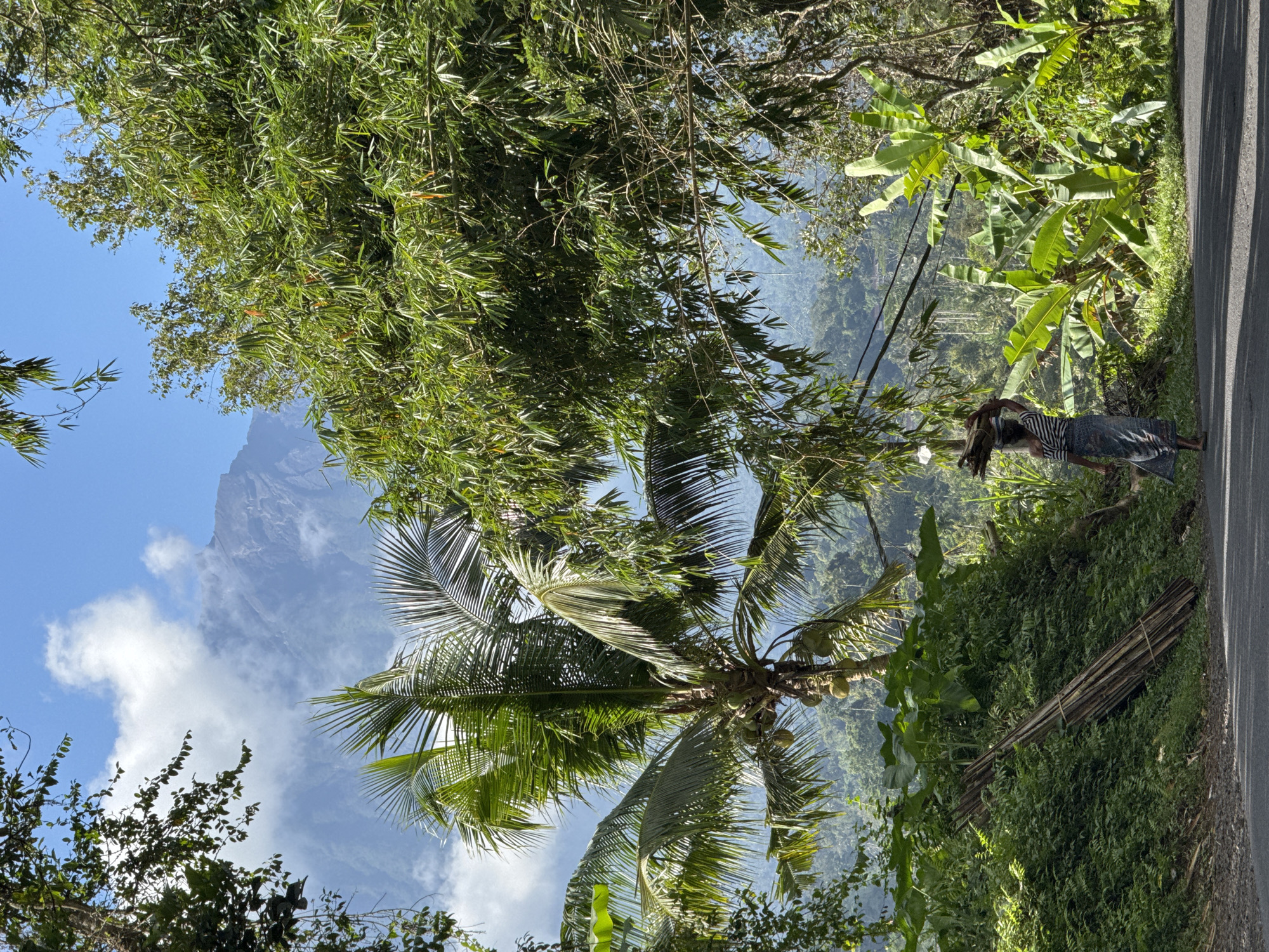 In Sidemen, Indonesia, a person walks down a paved road carrying a bundle of firewood on their head. The person is wearing a striped shirt and a patterned skirt. The surrounding environment is lush and tropical, with a variety of trees and plants, including a prominent coconut palm tree laden with coconuts. In the background, a misty mountain rises against a bright blue sky with scattered clouds. The scene is bathed in sunlight, casting shadows on the road.