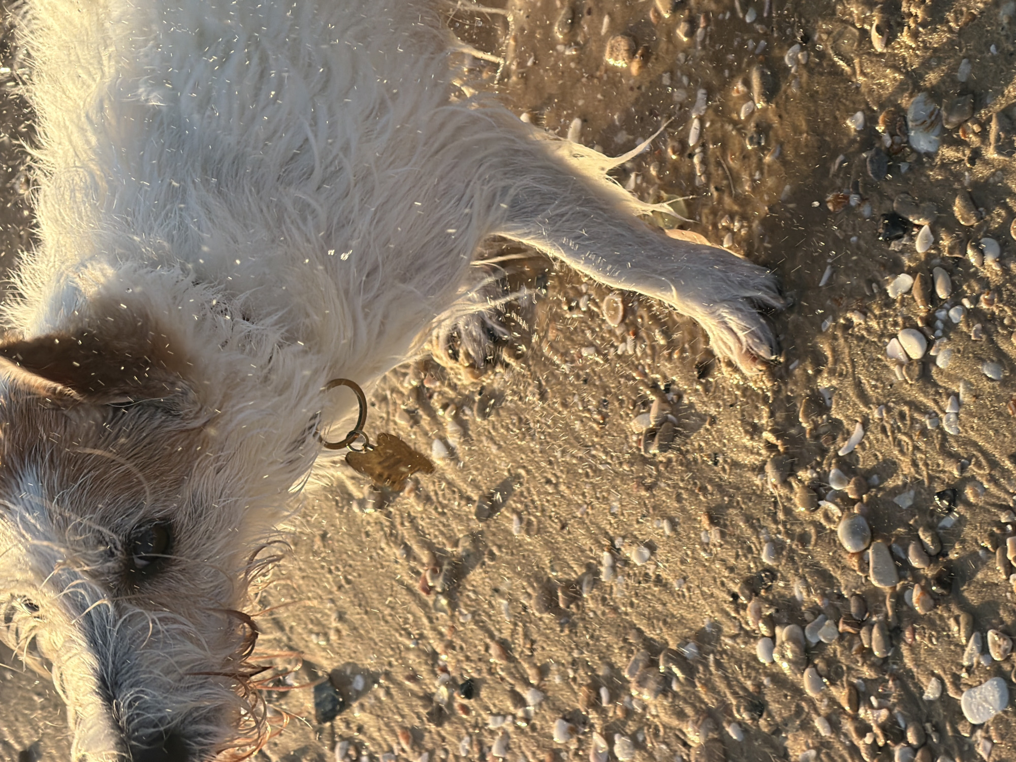The image shows a close-up view of a wet, sandy-colored dog lying on a sandy beach, likely in Tel-Aviv, Israel, based on the coastal environment and common dog-friendly beach culture. The dog, a terrier mix with white and tan fur, is lying on its side with its paw extended. A dog tag is visible attached to its collar. The sand is coarse, with small pebbles and shells scattered around. The scene appears to be lit by the warm light of either sunrise or sunset, casting shadows and highlighting the texture of the sand and the dog's wet fur. No people are visible in the frame. The overall impression is of a relaxed, natural moment on the beach.