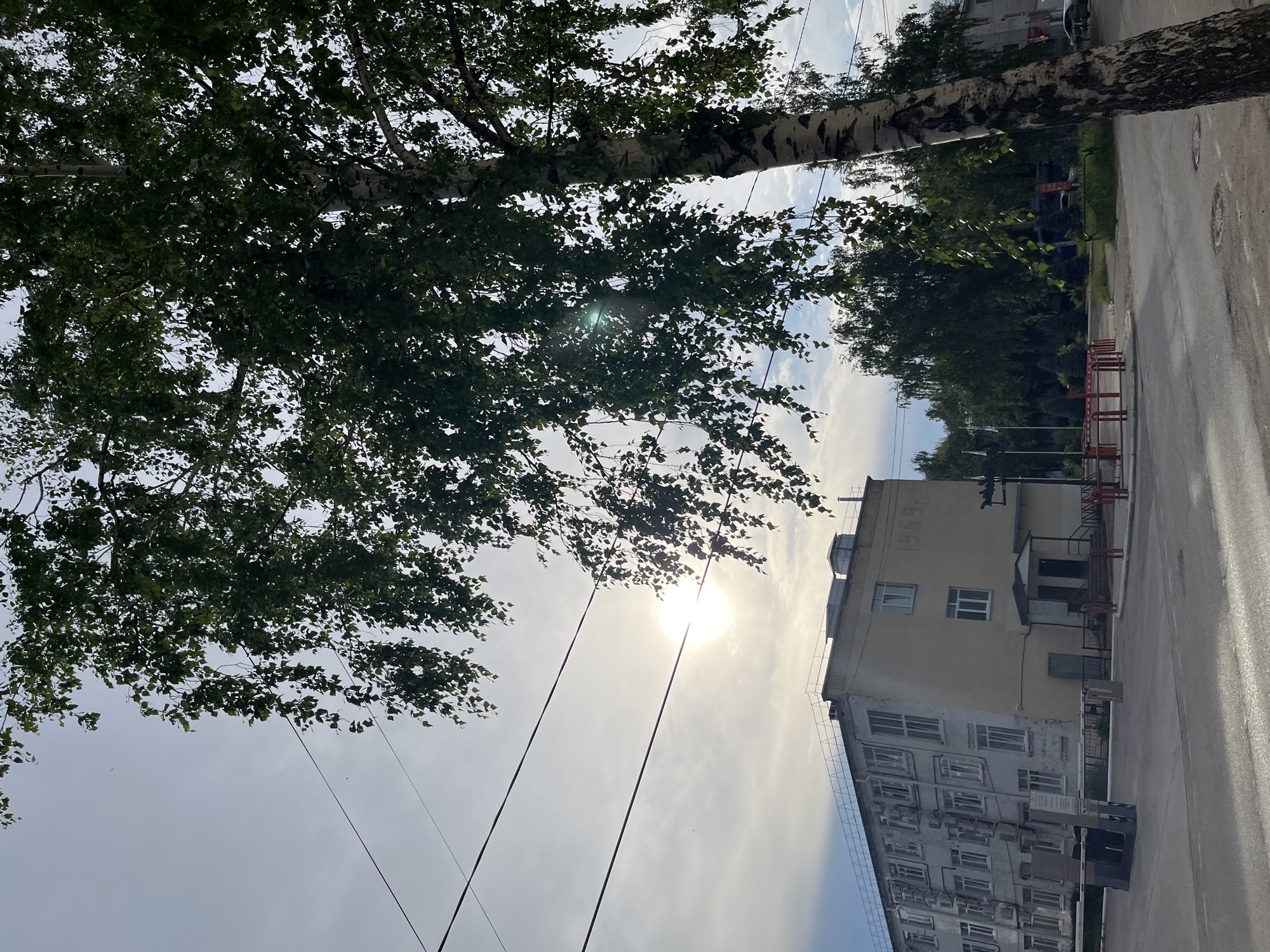 A daytime, eye-level, medium outdoor shot captures a street scene in Chaikovsky, Russia. The foreground is dominated by the trunk and foliage of a birch tree, its leaves providing a dappled green canopy across the upper portion of the frame. Overhead, power lines crisscross the sky, partially obscured by branches. The sun is visible as a bright, hazy orb in the upper left quadrant, creating lens flare.
In the middle ground, a light-colored, multi-story building with numerous windows and air conditioning units is prominent on the left. The building appears to be an administrative or institutional structure, possibly with a date etched into its facade, which reads "1959." A barrier system, including what appear to be automated bollards or gates, is situated in front of the building. To the right of the building, a road leads into the distance, bordered by trees and other structures. Red barriers, possibly for traffic control or construction, are visible in the mid-right of the frame. The overall environment suggests an urban or suburban setting. No people are visible in the frame.