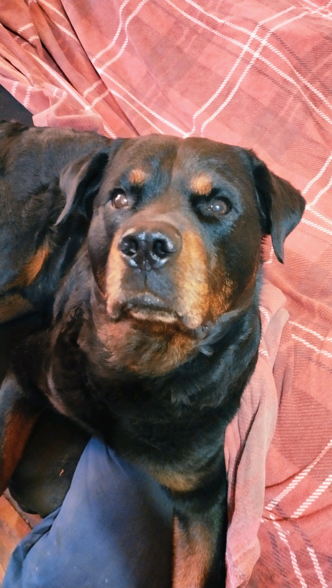 The image shows a Rottweiler dog lying on a reddish-pink plaid blanket. The dog's head is the main focus, with its dark fur and distinctive tan markings. Its eyes are looking towards the camera. A portion of a blue fabric, possibly clothing or another blanket, is visible underneath the dog. The background is the plaid blanket, which appears to be textured and draped. The image is taken from a medium close-up perspective. There is no discernible indication of the city of Horishni Plavni, Ukraine within the image.