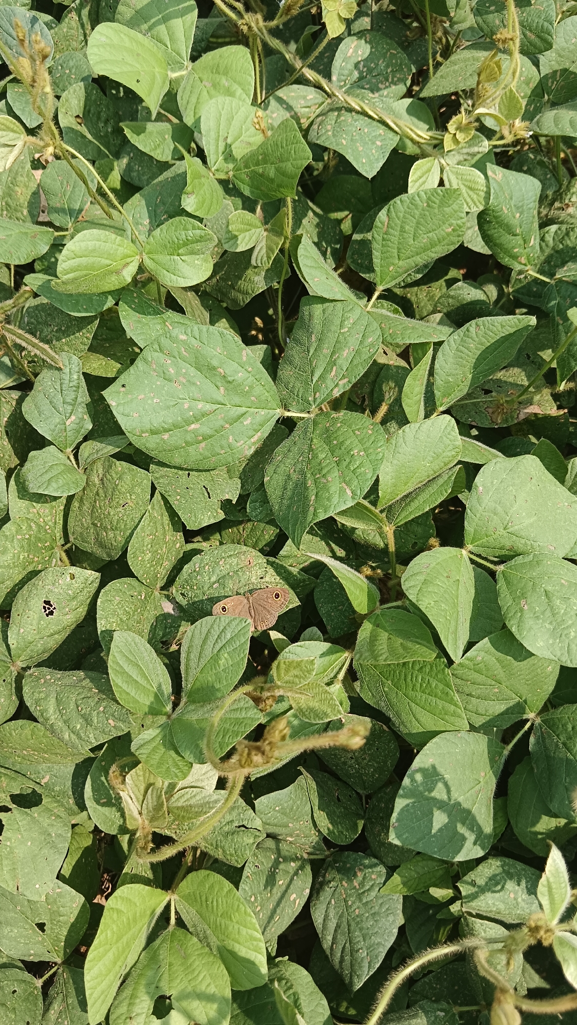 A medium-shot image shows a close-up of green soybean plants in a field. The plants are dense and leafy, with some leaves showing brown spots. A small brown butterfly with eyespots on its wings rests on one of the leaves. The butterfly is centered in the lower half of the image. The overall impression is of a healthy crop with a small insect visitor. The location is identified as Kemang, Indonesia.