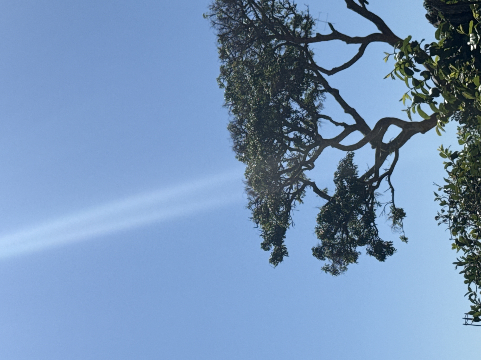 The image depicts a clear blue sky over the city of Arraial Do Cabo, Brazil. A ray of light cuts through the sky, creating a bright streak. In the foreground, the branches and foliage of several trees are visible against the sky. One tree, in particular, has a complex branching structure, with its leaves appearing dark green. The foliage at the bottom of the image is also green and leafy. The scene is one of a sunny day outdoors.