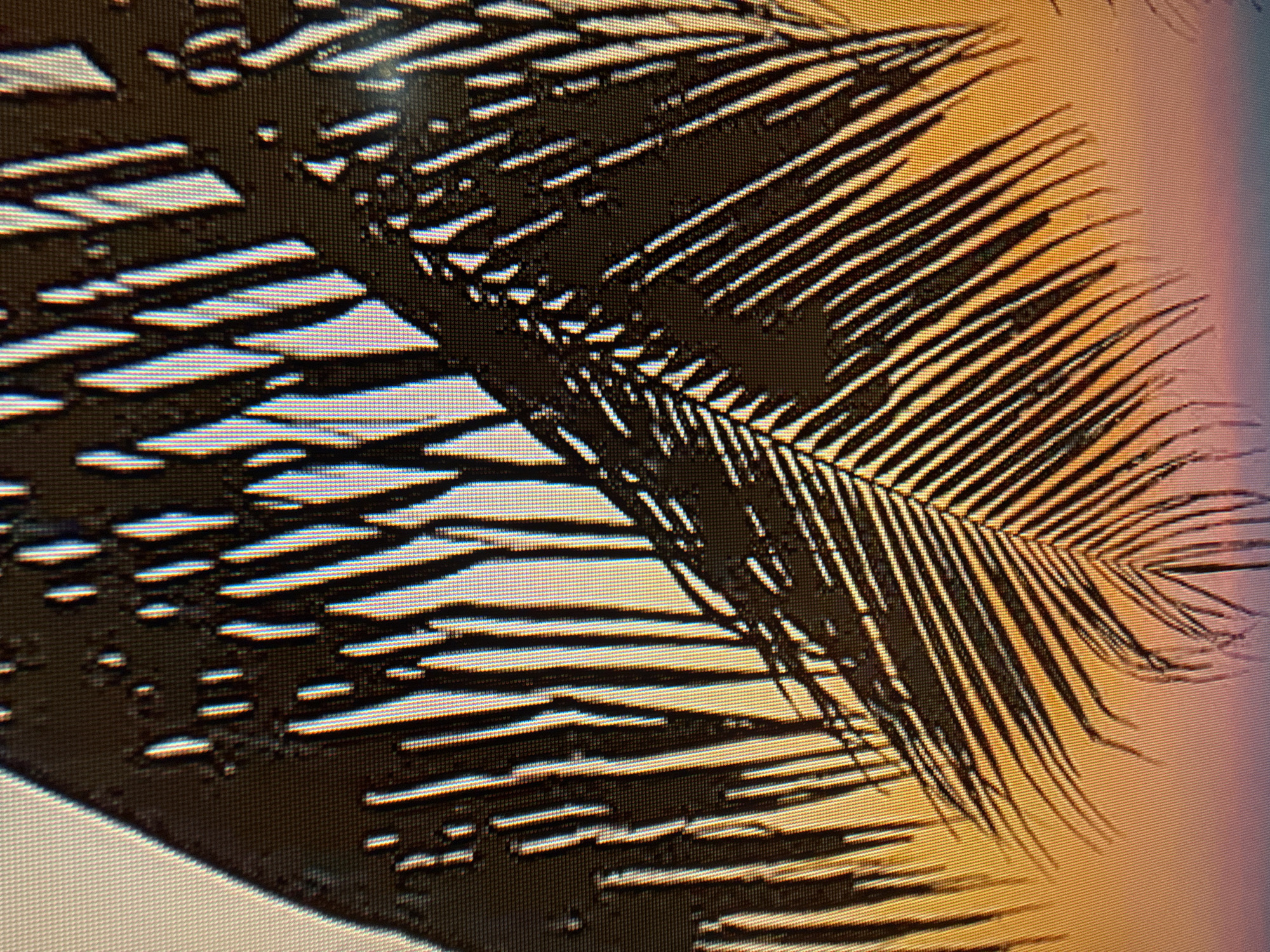 The image is a close-up, pixelated view of palm fronds casting shadows. The fronds are dark silhouettes against a warm, gradient background that transitions from a golden yellow to a soft pink, suggesting either a sunset or sunrise. The distinct pattern of the palm leaves is visible, with individual leaflets fanning out. The shadow also displays a similar pattern, broken into irregular shapes where light passes through the gaps between the leaves. The pixelated nature of the image indicates it might be a digital photograph displayed on a screen or a low-resolution scan. No people, text, or specific location cues for Szczecin, Poland are discernible. The overall impression is one of natural beauty, with the play of light and shadow on the palm leaves creating an abstract and visually striking composition.
