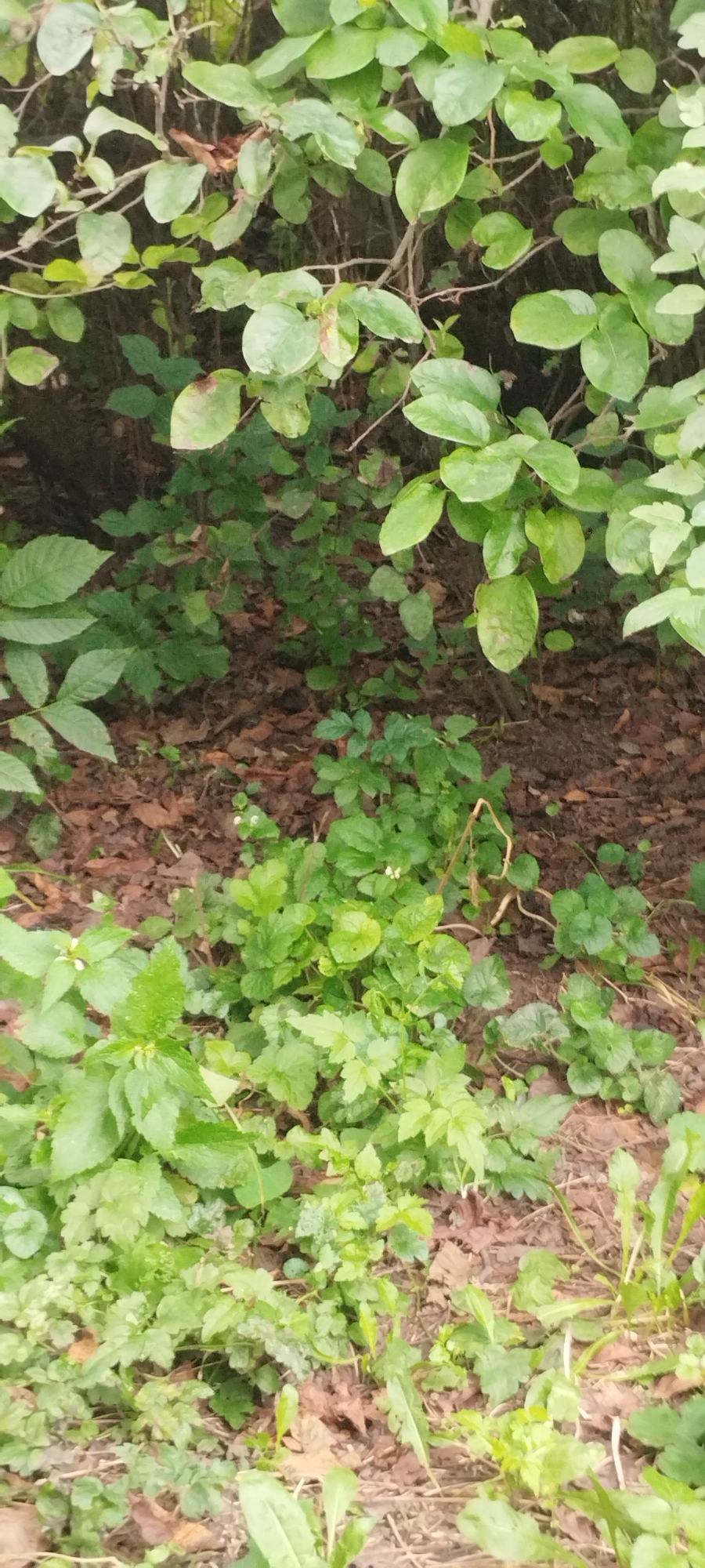 The image shows a dense ground cover of various green plants with different leaf shapes and sizes. Some of the plants are small and bushy, while others have larger, more elongated leaves. Interspersed with the green foliage are dried brown leaves and twigs scattered across the ground, suggesting an outdoor environment. The lighting is natural, indicating it was taken during daylight. The scene appears to be a patch of undergrowth in a park or wooded area. There are no people or discernible man-made objects visible in the frame. The overall impression is one of natural vegetation.
