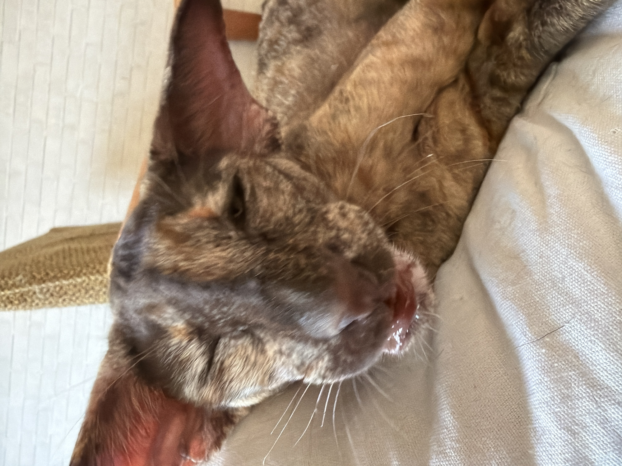 The image shows a close-up of an Oriental Shorthair cat with large ears and a tortoiseshell coat. The cat is lying down on a white textured surface, possibly a blanket or cushion, with its eyes mostly closed and its mouth slightly open, revealing its pink tongue. The background is blurred but appears to be an indoor setting with a wicker furniture item and a white brick wall. There is no indication of the city of Chaikovsky, Russia, or any specific location within it. The scene is a casual portrait of a domestic animal.