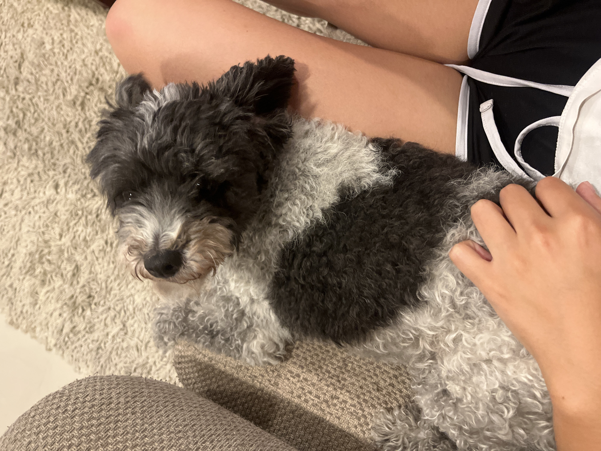 A medium-sized, black and white poodle mix dog is lying on a brown, textured cushion and partially on a light beige rug. A person's legs, clad in black athletic shorts with white trim, are visible above the dog. A hand rests on the dog's body, indicating the person is petting it. No information about the location in the city of Barrio de Nuevo León, Mexico, can be inferred from the image.