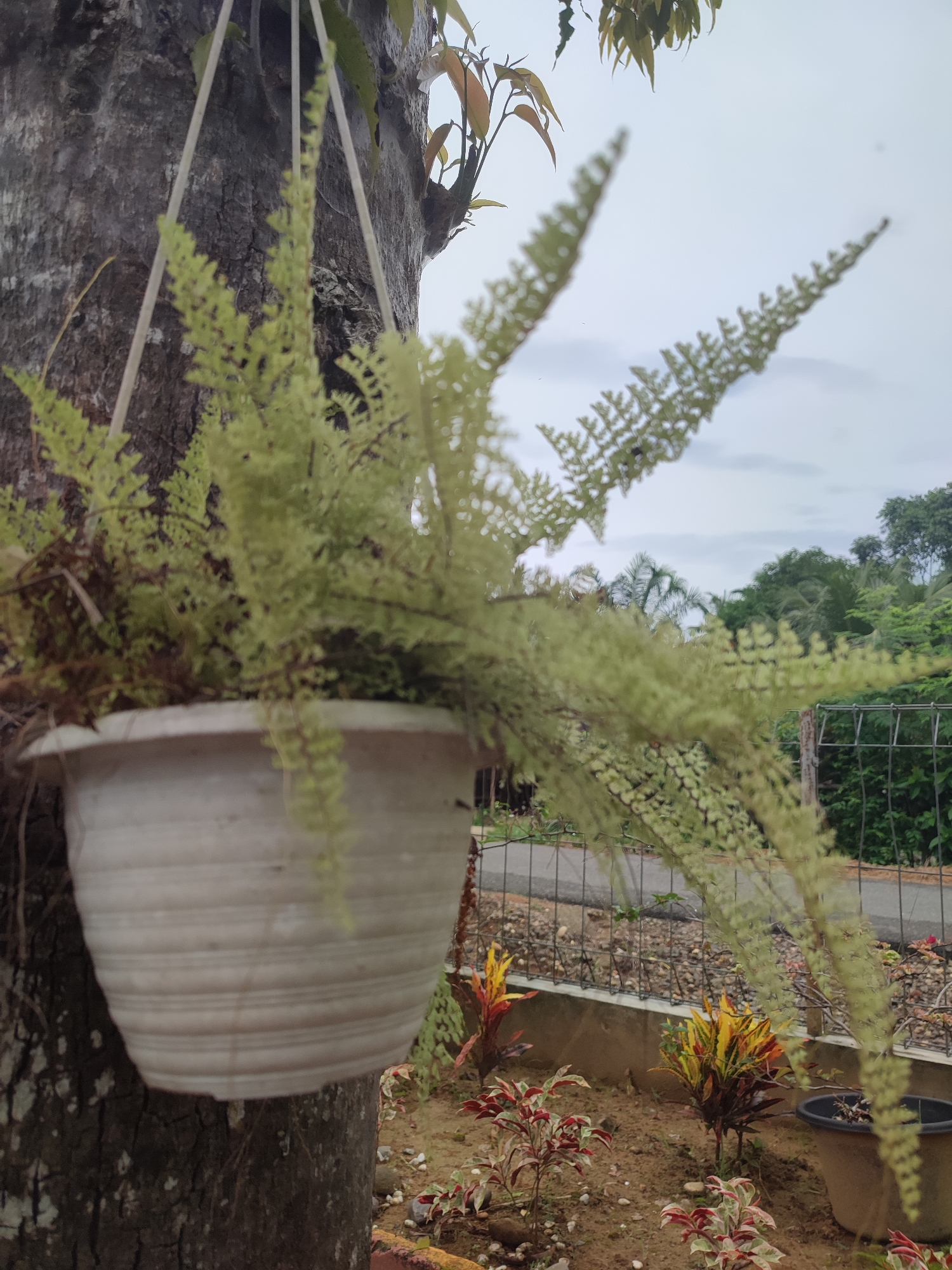 A fern plant in a white pot hangs from a tree trunk in Blangriek, Indonesia. The fern is full and some fronds extend beyond the pot's edge. The tree trunk is dark and textured. In the background, there is a fence, a road, and a variety of small plants with red, yellow, and green leaves. The sky is overcast.