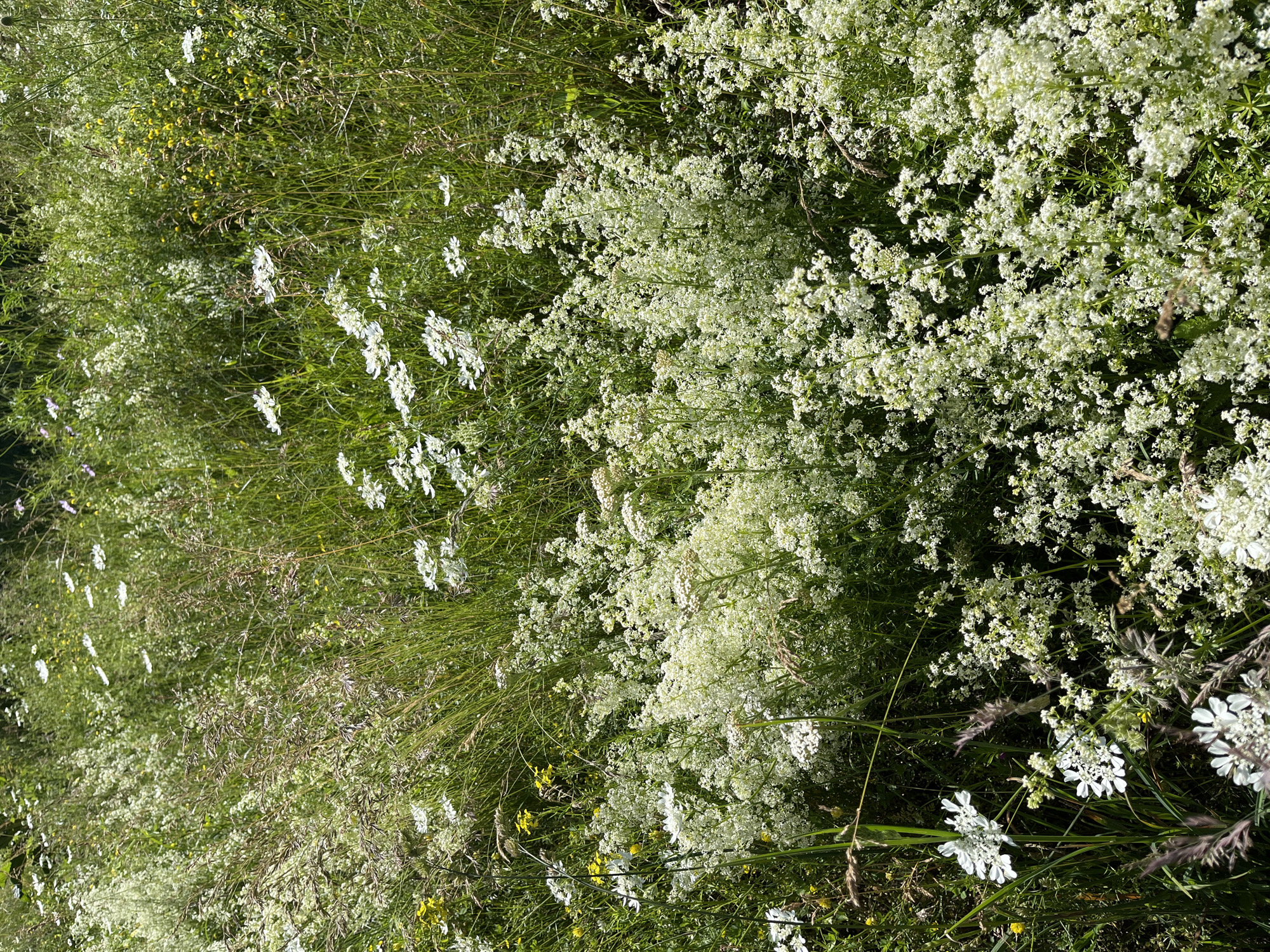 The image captures a densely packed field of wildflowers in Petrovac-na-Mlavi Municipality, Serbia. The predominant colors are various shades of green from the lush grass and foliage, interspersed with abundant clusters of small white flowers, likely from species such as Galium aparine (cleavers) or similar meadow plants. Scattered amongst the white blossoms are a few delicate yellow flowers, possibly from a species of buttercup or St. John's wort. Taller grasses with seed heads are also visible, adding texture and height to the scene. The lighting suggests a bright, sunny day, casting dappled shadows across the field. There are no people or man-made objects visible in the frame. The overall impression is one of a vibrant and untamed natural meadow.