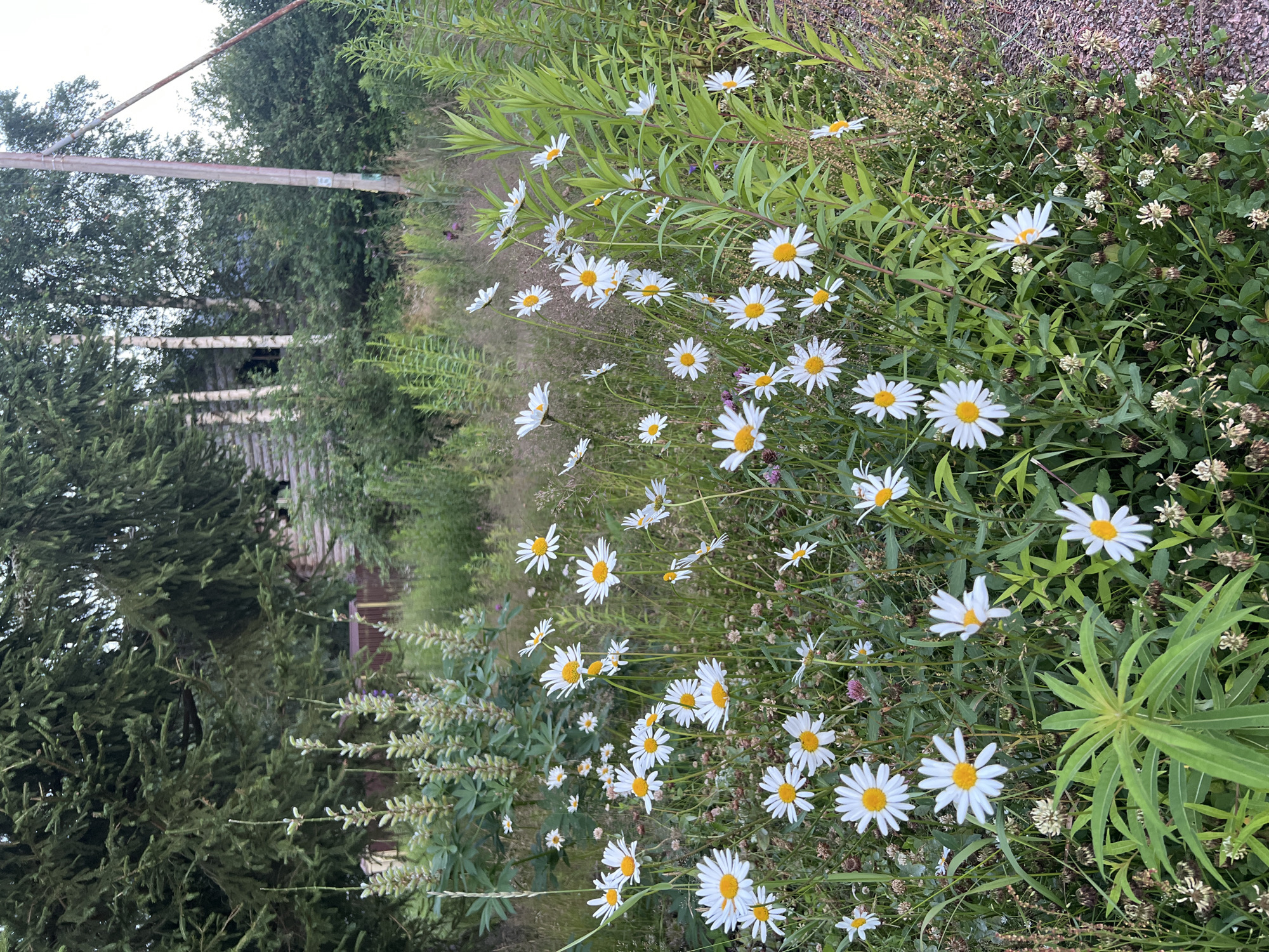 The media file depicts a close-up, rotated view of a flowerbed filled with numerous white daisies with yellow centers, interspersed with green foliage and some dried brown seed heads. In the background, to the left, is a dense evergreen tree, likely a spruce or fir, and a weathered wooden structure, possibly a shed or part of a cabin, with a visible roofline. A light-colored, weathered wooden fence or railing with metal supports runs horizontally across the upper left portion of the image, partially obscured by trees and foliage. The overall scene suggests an outdoor, natural setting, possibly a garden or the edge of a wooded area. The lighting indicates it could be daytime, with a soft, natural light. The composition focuses on the flowers, creating a sense of natural beauty and tranquility. There is no visible text in the image. The location context provided is Vyborg, Russia.