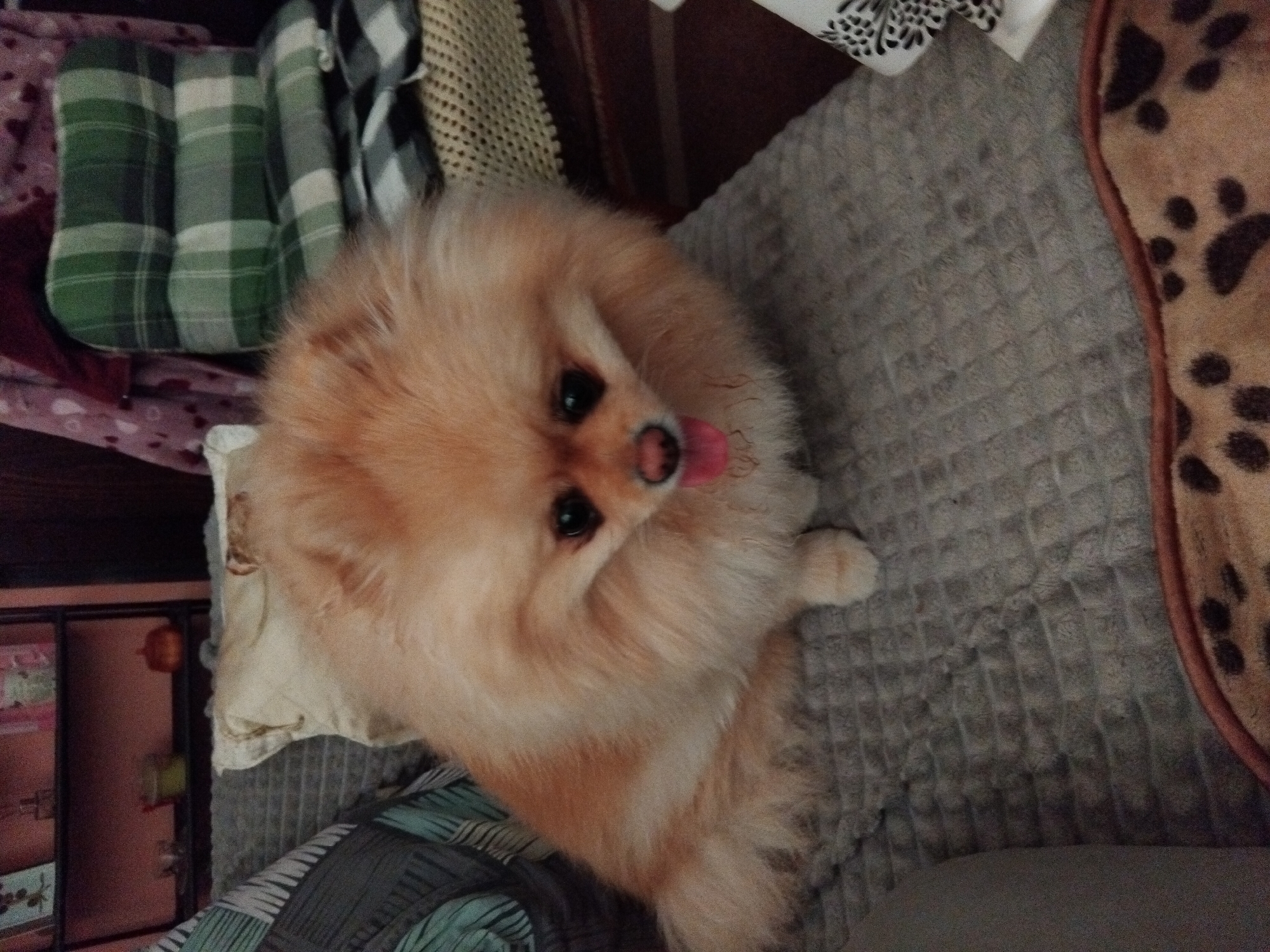 A pomeranian dog is sitting on a gray blanket with its tongue sticking out. The dog is light brown in color. Behind the dog, there are pillows and a shelf with books and decorative items. To the right of the dog, there is a cushioned chair with a green and white plaid pattern. The overall setting appears to be indoors. There is no indication of the location in the city of Apriltsi, Bulgaria.
