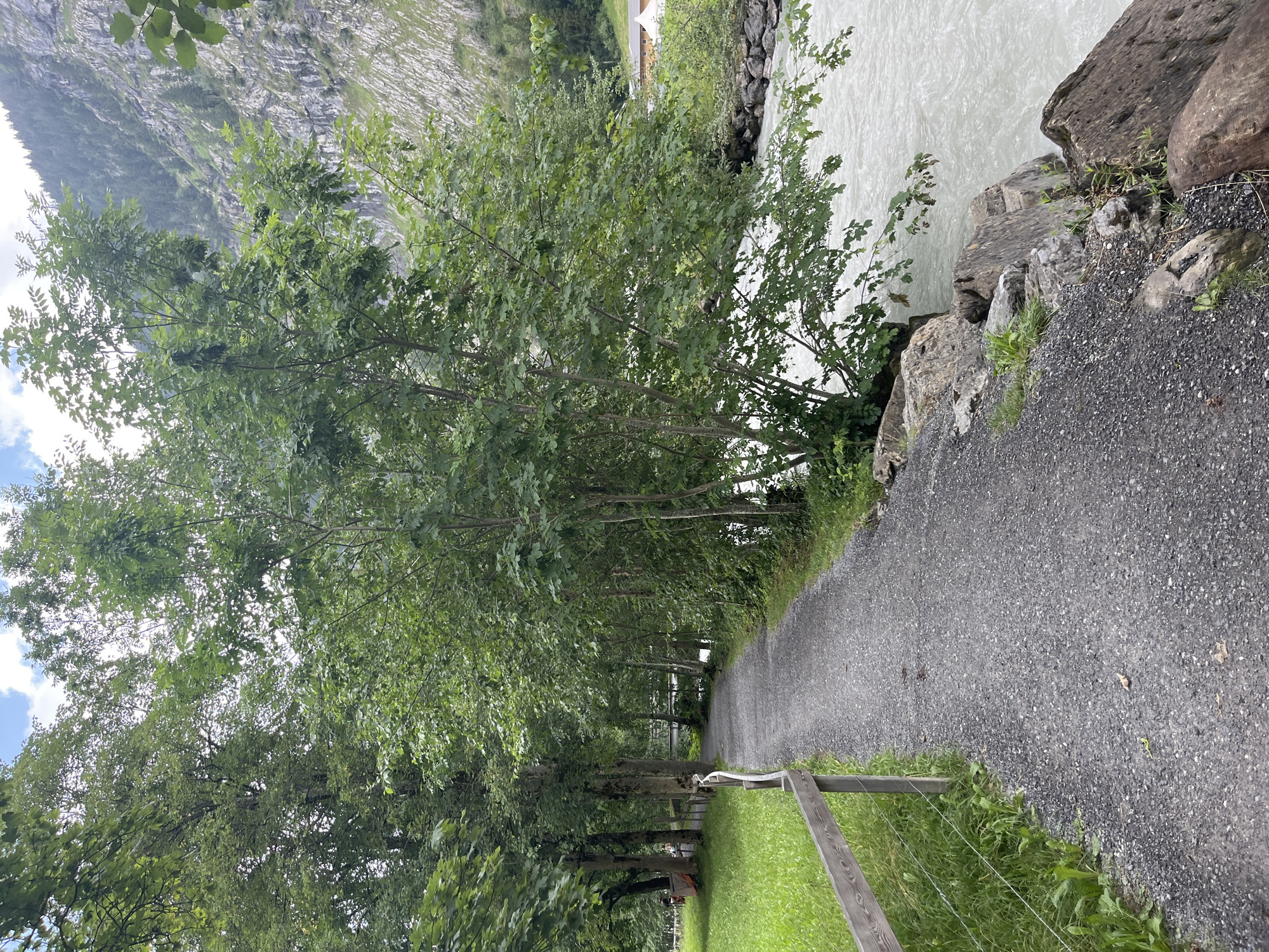 An eye-level, vertical shot shows a gravel path curving away from the viewer towards the right. To the left of the path is a grassy area bordered by a wooden fence. Beyond the grassy area, several trees with lush green foliage are visible, some of which are quite tall. To the right of the path, large rocks line the bank of a fast-flowing, milky-white river. Beyond the river, a steep, rocky mountainside rises, dotted with patches of green vegetation and trees. The sky above is partly cloudy. In the far distance, on the right side of the image, a building with a light-colored roof is visible. The scene appears to be located in a natural, mountainous setting.