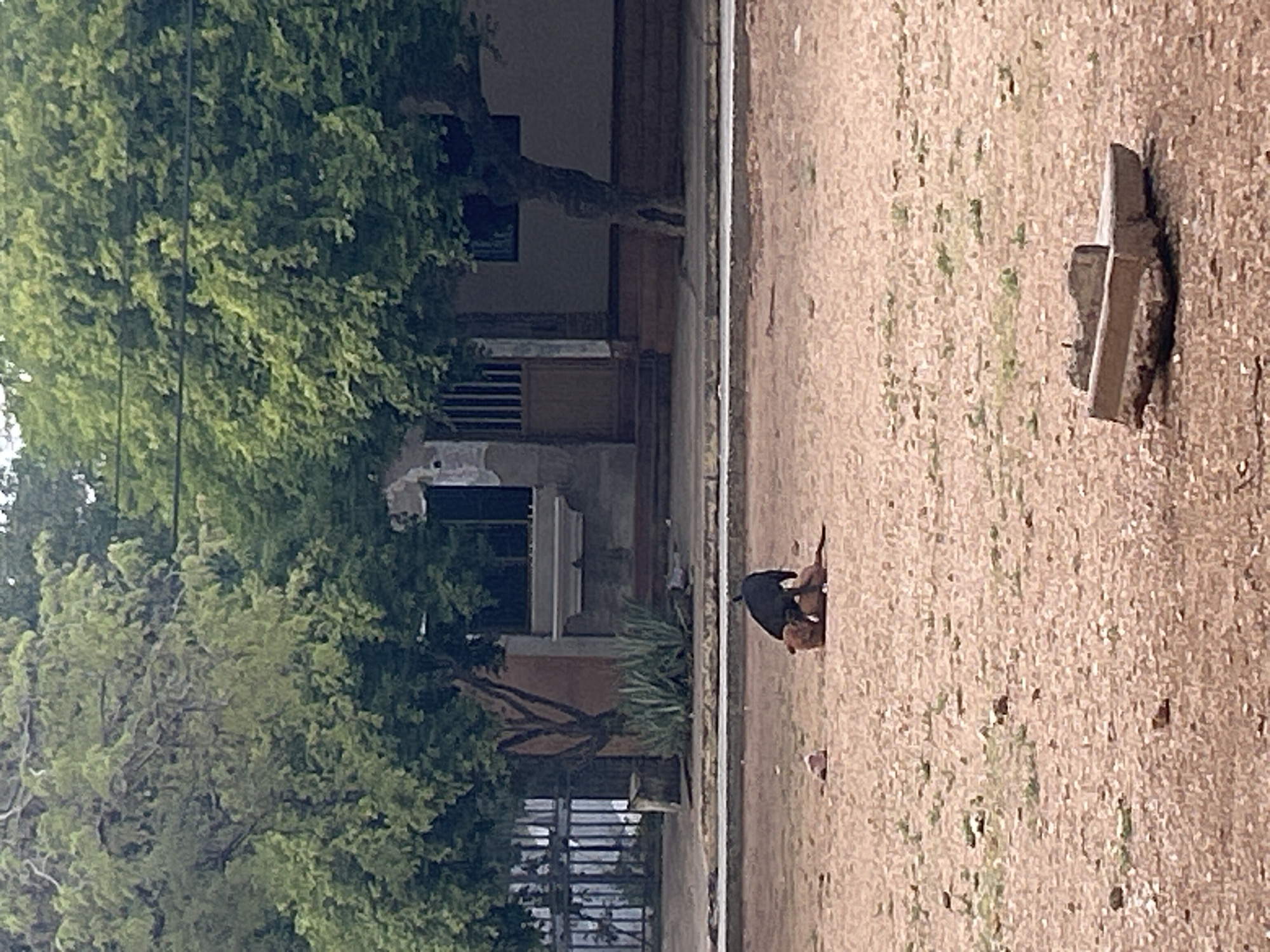 Two dogs are in a dirt area in front of a building. One dog, which is darker in color, is on top of another dog, which is lighter in color. Both dogs appear to be actively engaged with each other. In the background, there is a building with a door and windows, surrounded by trees. The ground is covered in dirt and small rocks, with some sparse vegetation. The environment appears to be an outdoor urban setting.