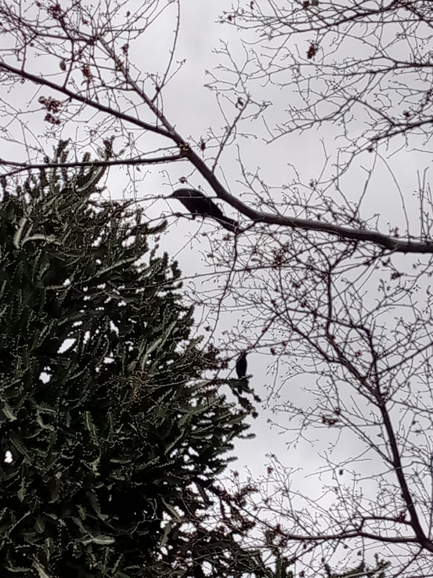 The image shows a low-angle view of trees against a cloudy sky. In the lower left, there's a dense, dark evergreen tree. Two leafless deciduous trees occupy the upper and right portions of the frame. Two dark-colored birds are perched in the branches of the deciduous trees. The specific location within Las Guevaras, Venezuela, cannot be determined from the visual data provided.