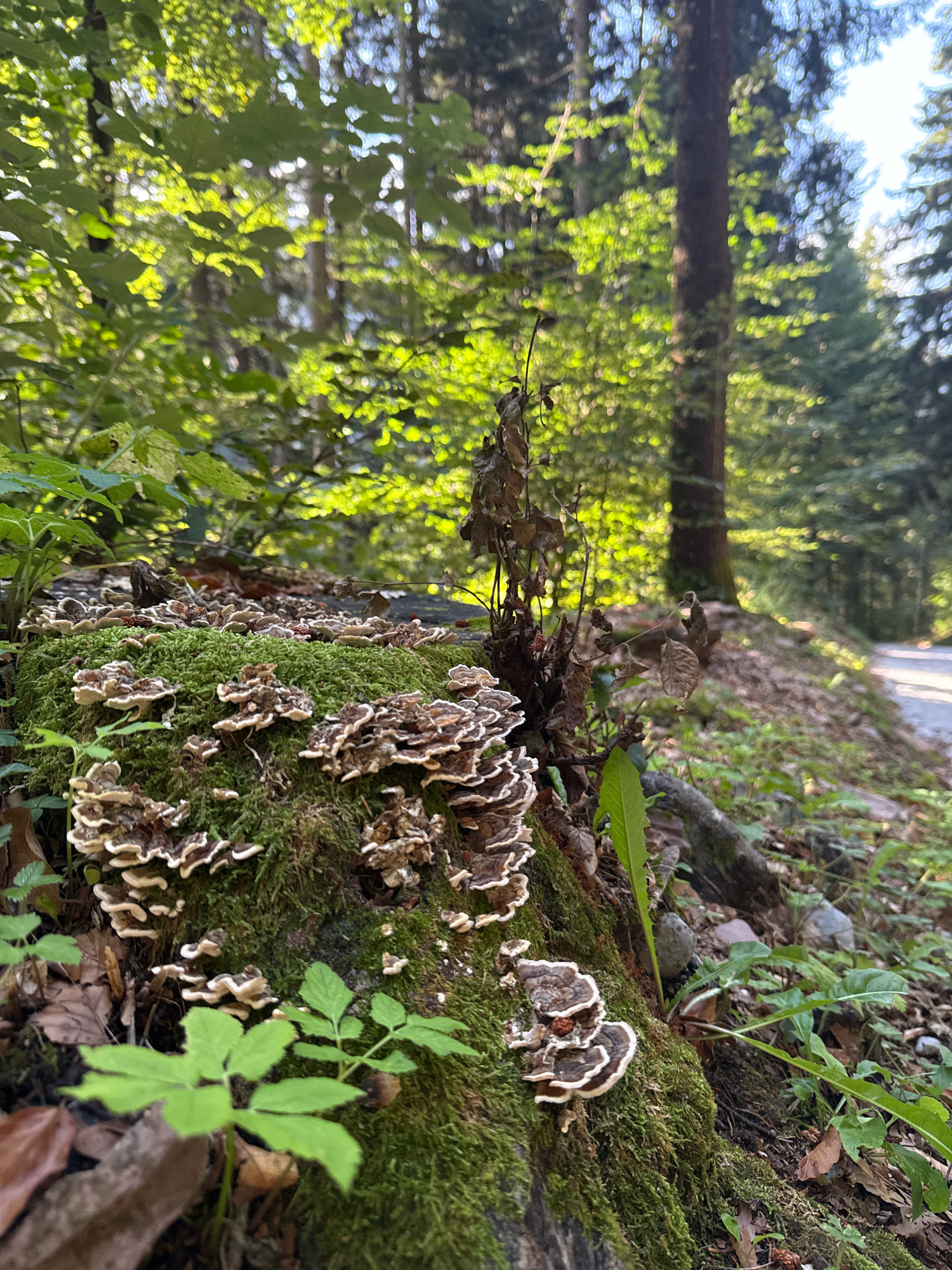 A close-up, low-angle shot captures a moss-covered tree stump in a sun-dappled forest. The stump is adorned with numerous shelf fungi, displaying concentric rings of brown, white, and gray. Small green plants sprout from the moss and surrounding leaf litter. In the background, out-of-focus trees create a lush green canopy, with sunlight filtering through, creating a bokeh effect. A paved path is visible in the far background on the right, suggesting a natural area or park. The overall scene is one of natural decomposition and regrowth in a forest environment. The image location is identified as Molveno, Italy.
