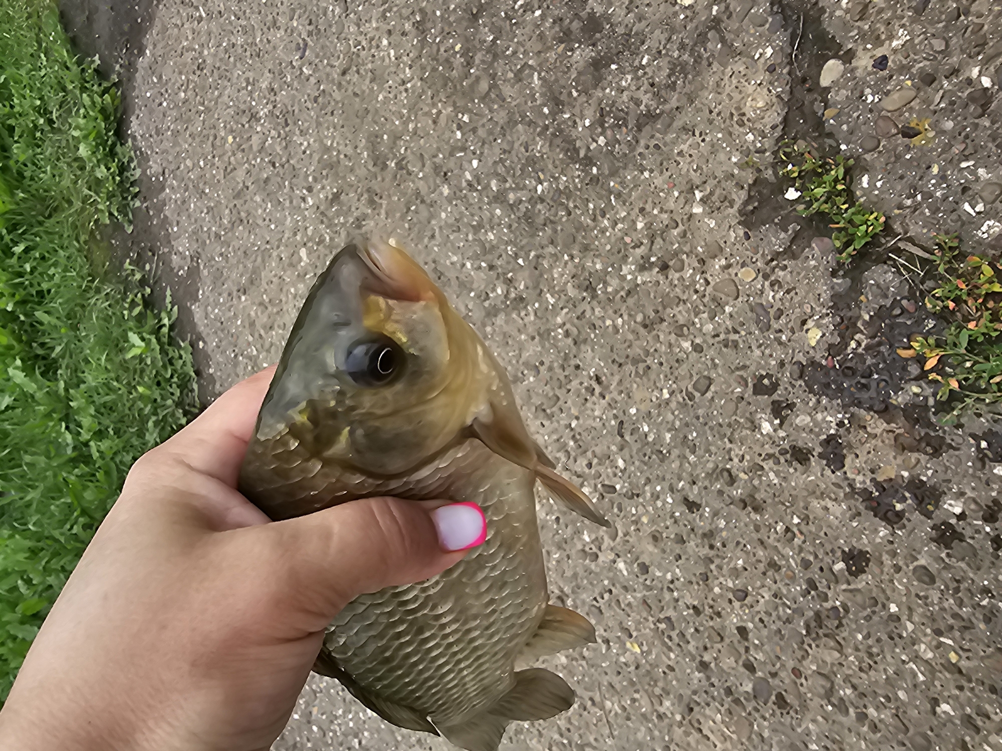 A person's hand, with manicured fingernails featuring pink and white polish, is holding a small, light brown fish by the head. The fish's scales are visible, and its mouth is slightly open. The hand and fish are positioned over a textured, gray asphalt surface dotted with small pebbles and dark patches. In the background, out of focus, is a patch of green grass. The scene appears to be outdoors. The location is identified as Kalinovka, Russia.