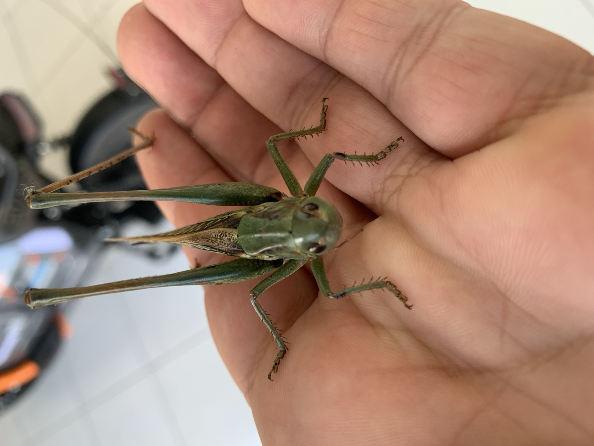A close-up, overhead shot shows a green katydid held in a person's open palm. The katydid's body is green with brown markings on its head and wings. Its long, thin legs are covered in small spines. The insect's antennae are also long and thin. The hand is cupped, with the palm facing upward, and the skin appears tan. In the blurred background, a portion of a bicycle wheel and a white tiled floor are visible. The image was taken outdoors during the daytime. There is no information or context provided to associate this image with Kropotkin, Russia.