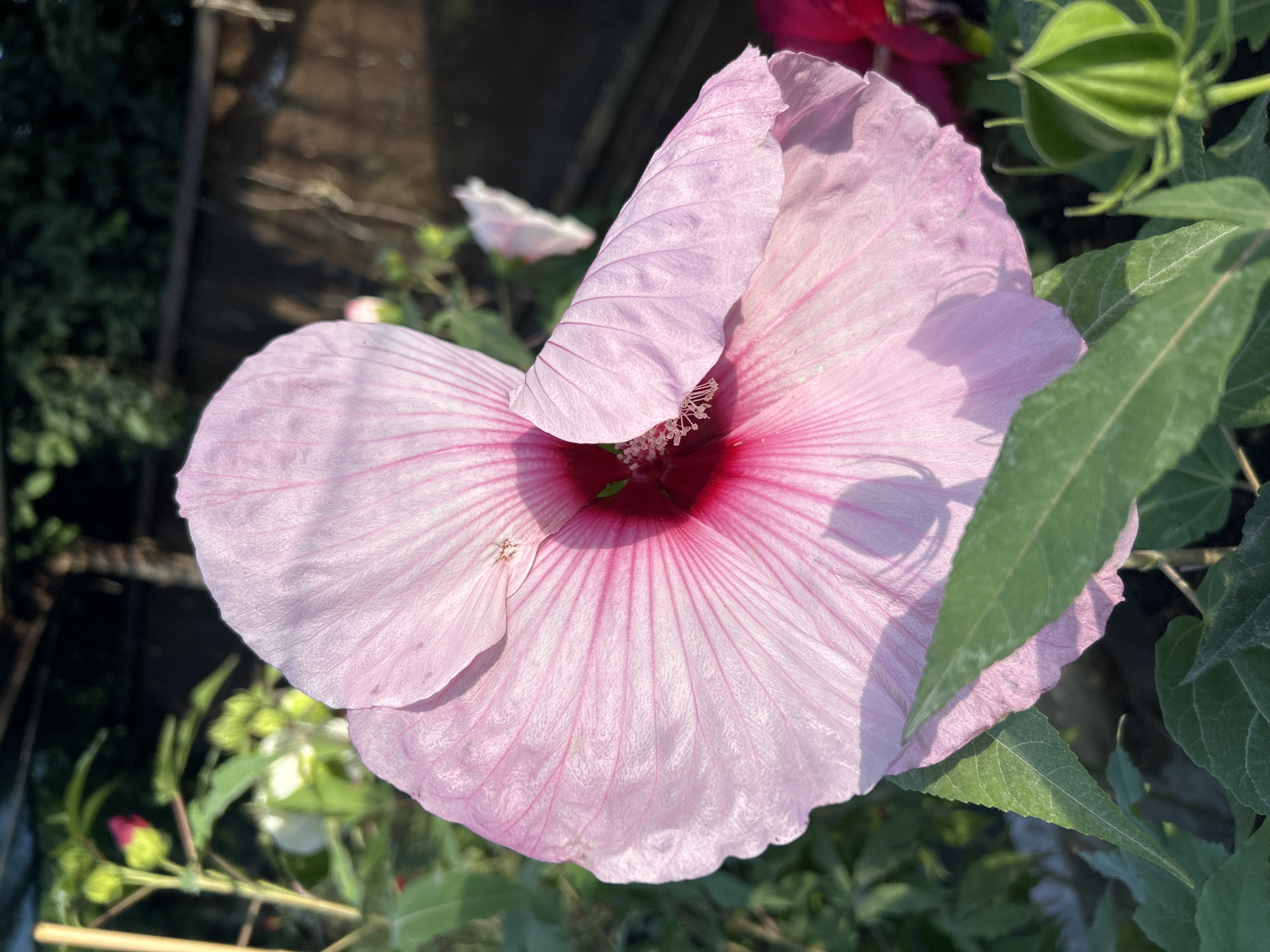 A close-up shot focuses on a large, light pink hibiscus flower with deep pink veins radiating from its center. The flower's petals are delicate and slightly curled, casting soft shadows. Green leaves are visible in the foreground and background, along with a few unopened flower buds. The background is blurred, suggesting an outdoor garden setting with a wooden fence and trees. The overall lighting indicates it's daytime, possibly late afternoon, with the sun highlighting the flower's texture and form. The image appears to be taken in a garden in Krasnodar, Russia, given the plant's species and common cultivation in the region.