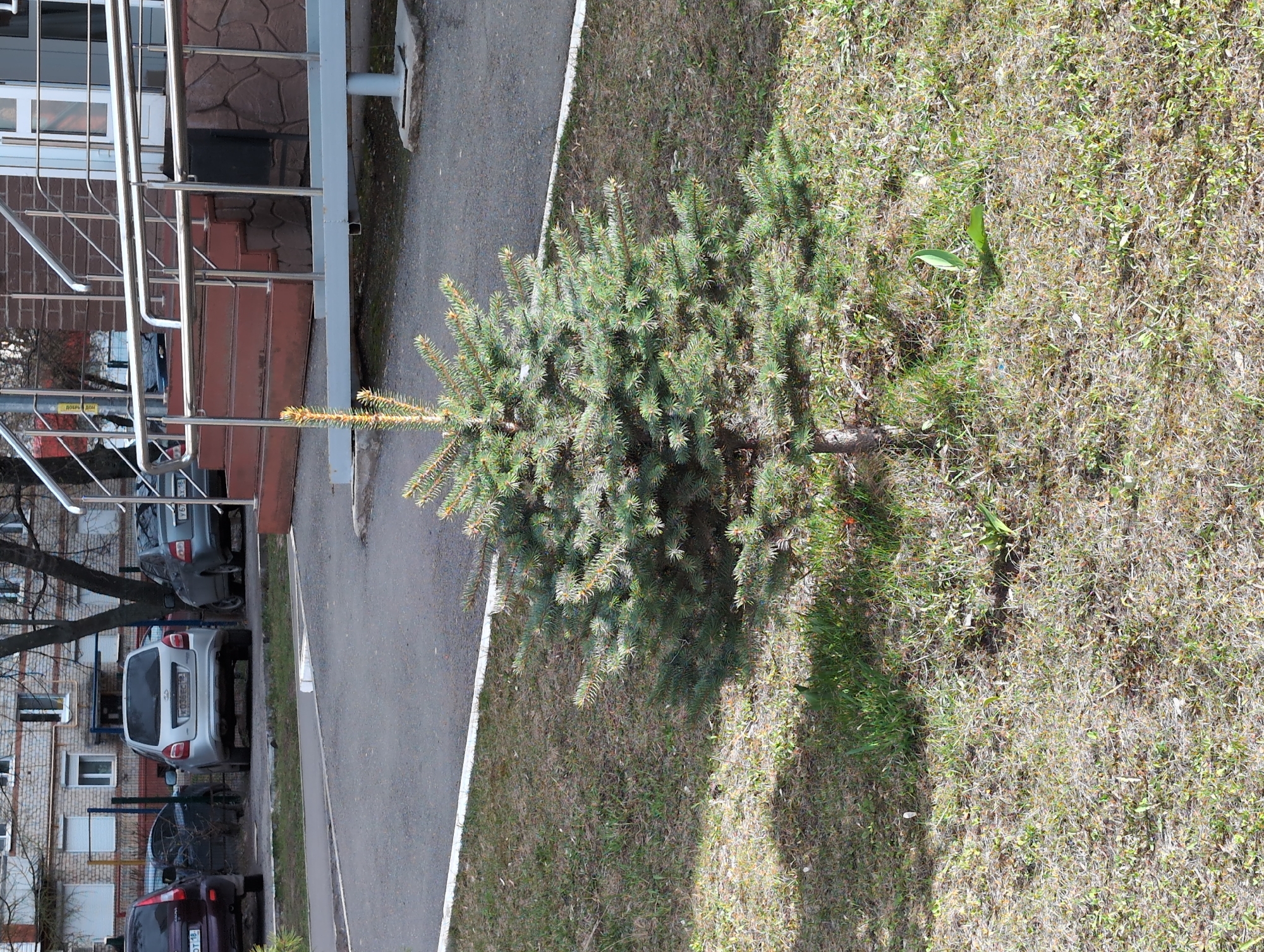 An outdoor, eye-level shot depicts a small, bushy conifer tree with green needles as the central foreground subject, casting a shadow to its left. The tree is situated on a grassy area, characterized by a mix of dry and sprouting green blades. To the left of the grass, a paved asphalt path with a white curb line extends into the distance.
Further left, beyond the path, a building entrance is visible, featuring dark red steps and a shiny metal railing. The building itself has a brick facade and windows with blinds. Several cars are parked along what appears to be a street or parking area further down on the left, behind the building and railing. Bare trees with visible branches stand between the building and the parked vehicles in the background.
The scene suggests a sunny daytime setting, with clear shadows indicating strong sunlight. The overall environment is urban or suburban, possibly a residential area. No human activity is depicted.
Visible text includes a yellow sign attached to a pole by the railing that reads "ДОБРЫЙ ДОМ" (Dobryy Dom, meaning "Good Home" or "Kind Home"). License plates on the parked cars are in a Russian format; one silver car displays "Н698ЕЕ 90", and a dark car shows "Т67...". A burgundy car has a partially visible plate that appears to be "07 DT 18".