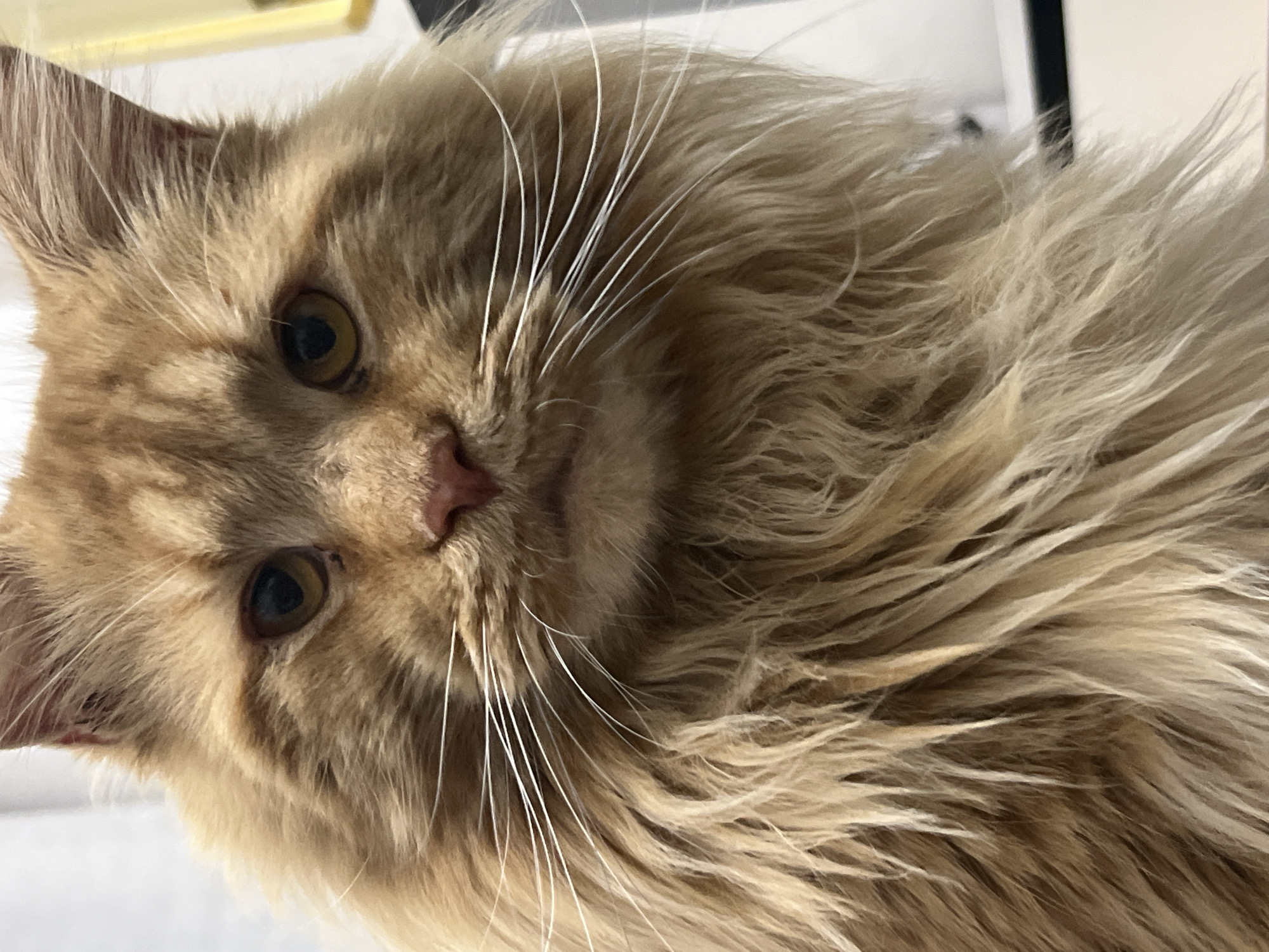 A close-up, eye-level shot captures the face of a fluffy, orange tabby cat. The cat's fur is a mix of light and dark orange, with a thick mane around its face. Its eyes are partially closed, with visible pupils and irises that appear to be a light brown or amber color. The cat's nose is a soft pink, and its whiskers are long and white, fanning out from its muzzle. The background is blurred and out of focus, with hints of white and yellow, suggesting an indoor setting. The lighting is soft, casting gentle shadows on the cat's face. The image is sharp and detailed, focusing intently on the cat's features.