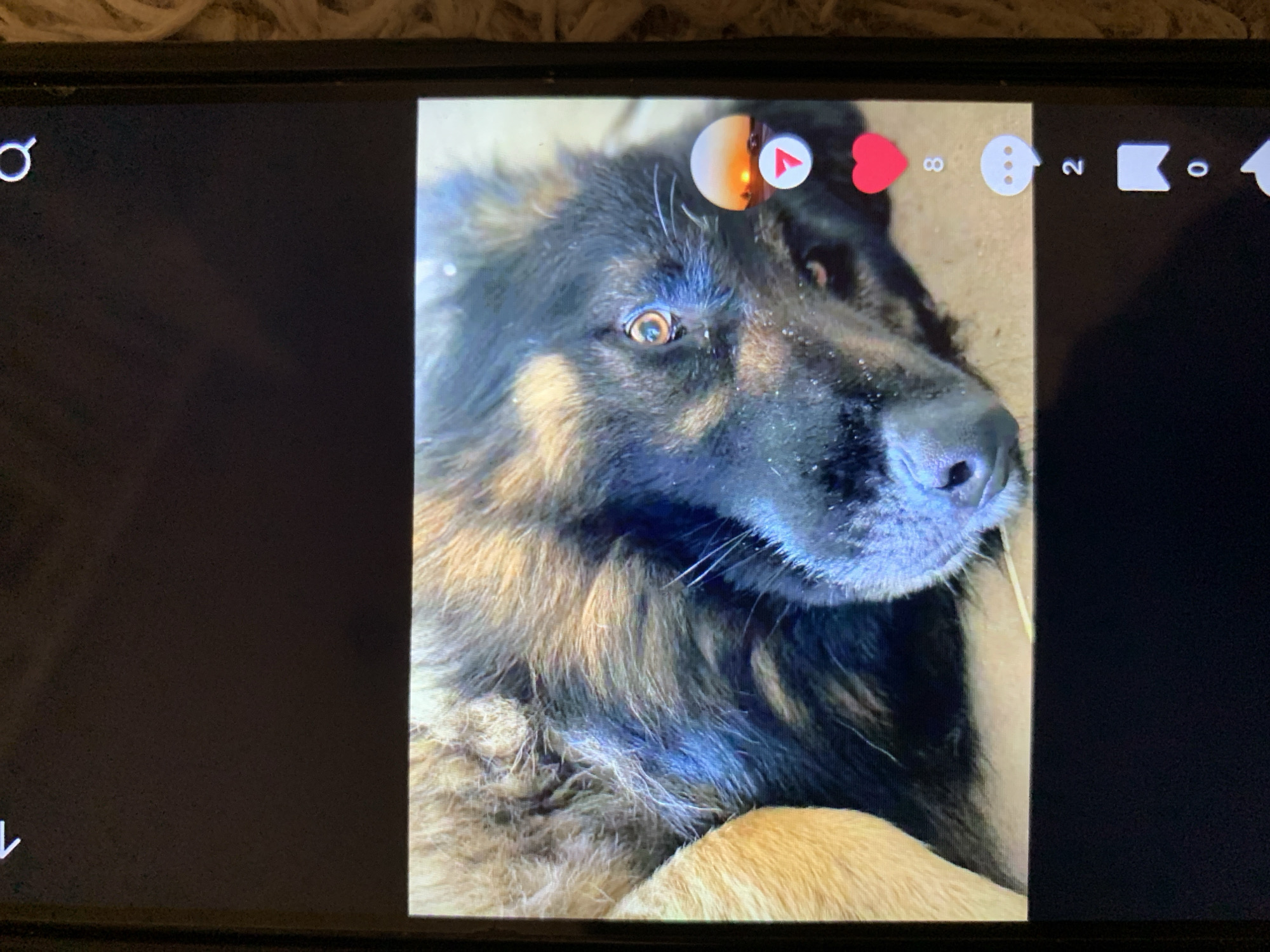 The image is a close-up of a dog's face, appearing to be on a phone screen, possibly a social media platform due to the icons on the right side of the screen. The dog has dark fur with brown and lighter colored highlights, and its eyes are visible and looking towards the camera. The background of the image on the phone screen appears to be a sandy or dirt surface. The phone itself is black with a textured surface in the background, which is out of focus. There are no discernable landmarks or environmental cues that would place this image in Lymanka, Ukraine or any specific city. The image is purely a visual depiction of a dog on a digital screen.