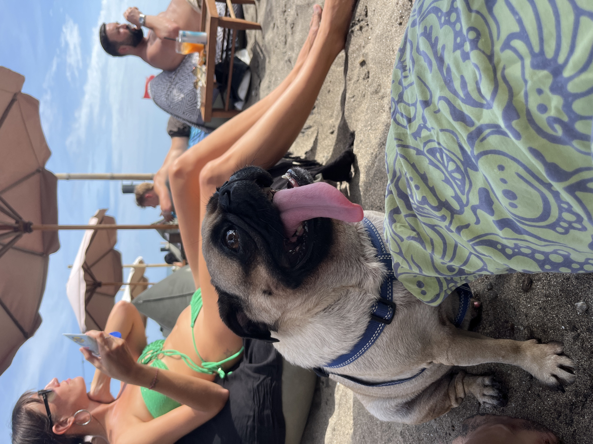 On a sunny beach in North Kuta, Indonesia, a fawn pug with a blue harness sits on the sand with its tongue out. A woman in a green bikini lies on a beach chair, looking at her phone. In the background, another man sits at a small table with a drink. Beach umbrellas provide shade.