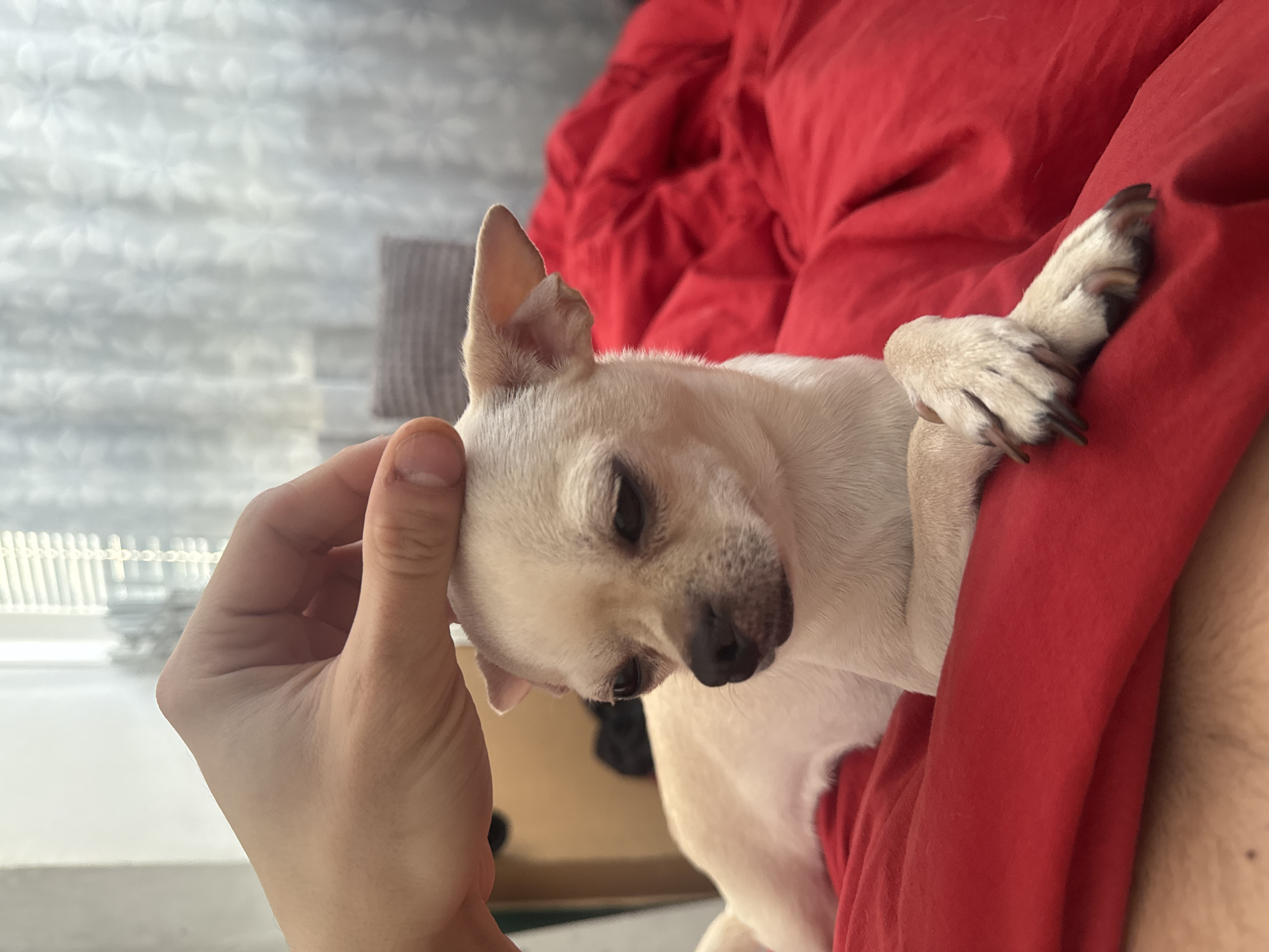 A fair-skinned human hand is gently stroking the head of a small, cream-colored Chihuahua dog with black toenails. The dog is resting on a red, soft surface, likely a blanket or bedspread. The background includes a partially visible white curtain with a floral pattern and a grey object, possibly a pillow. The location cannot be determined as being in the city of Sofia, Bulgaria, based on the visual information.