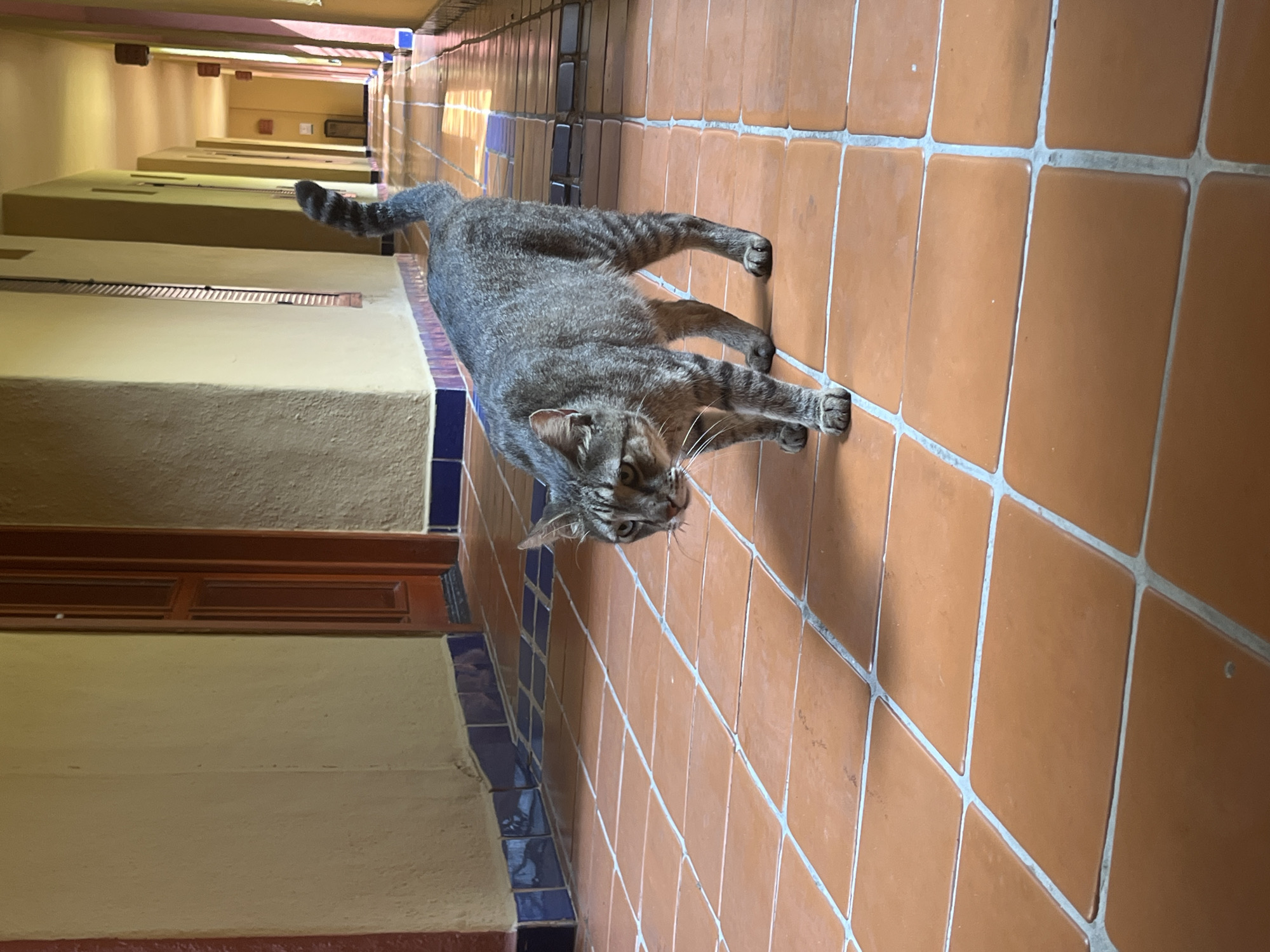 A grey tabby cat is stretching in a hallway. The hallway has tan walls with brown trim and blue tiled accents. The floor is covered in brown square tiles. The hallway extends into the distance, revealing a series of doors on either side. The location is Playa del Carmen, Mexico.