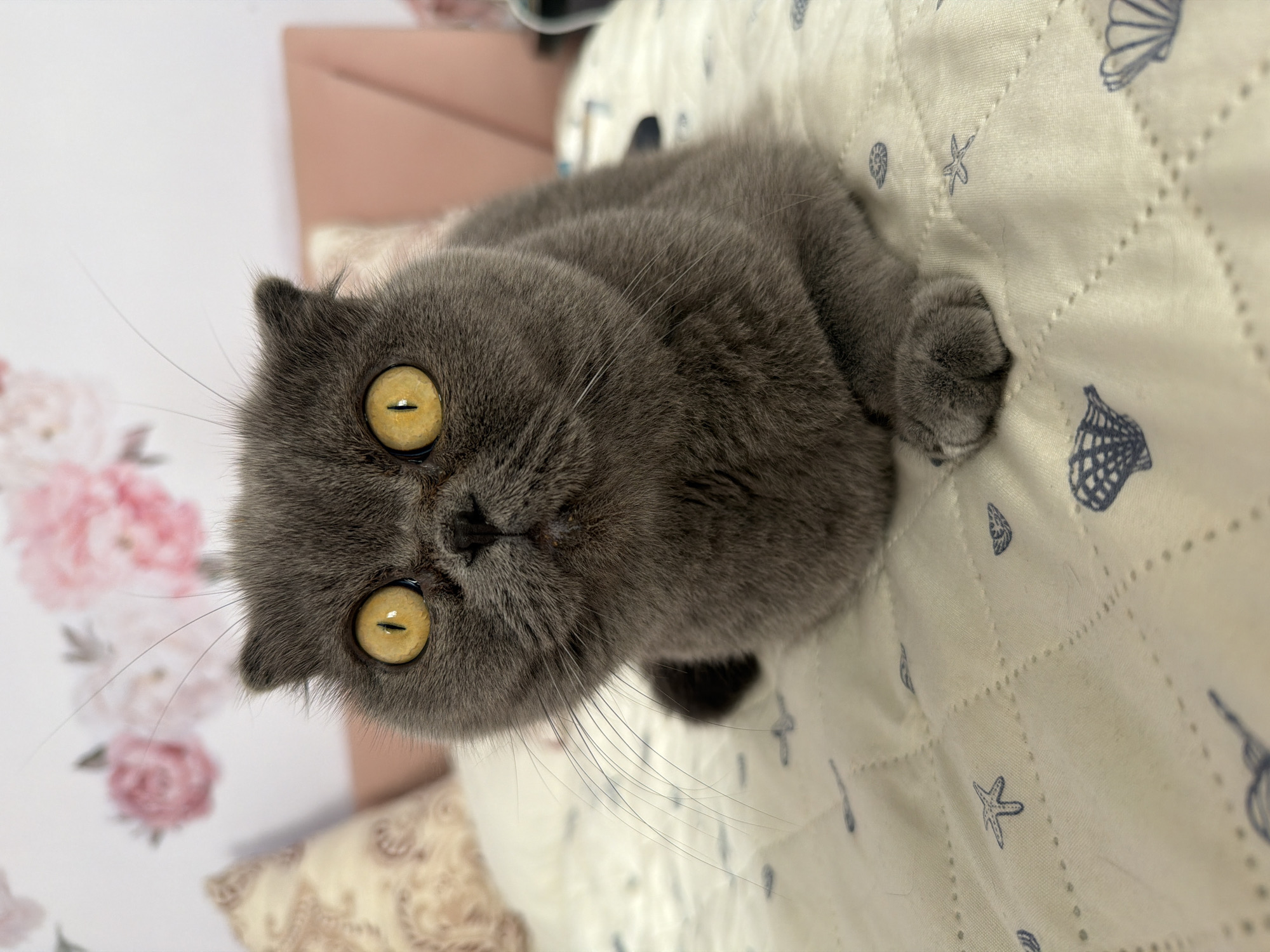 A grey Scottish Fold cat with large, bright yellow eyes is lying on a white quilted blanket. The blanket has a pattern of small blue sea creatures and shells. In the background, there is a pink headboard and a wall decorated with floral wallpaper featuring pink roses. The cat is looking directly at the camera. The scene appears to be indoors, in a domestic setting. The image does not contain any information that would indicate its location in the city of Gdańsk, Poland.