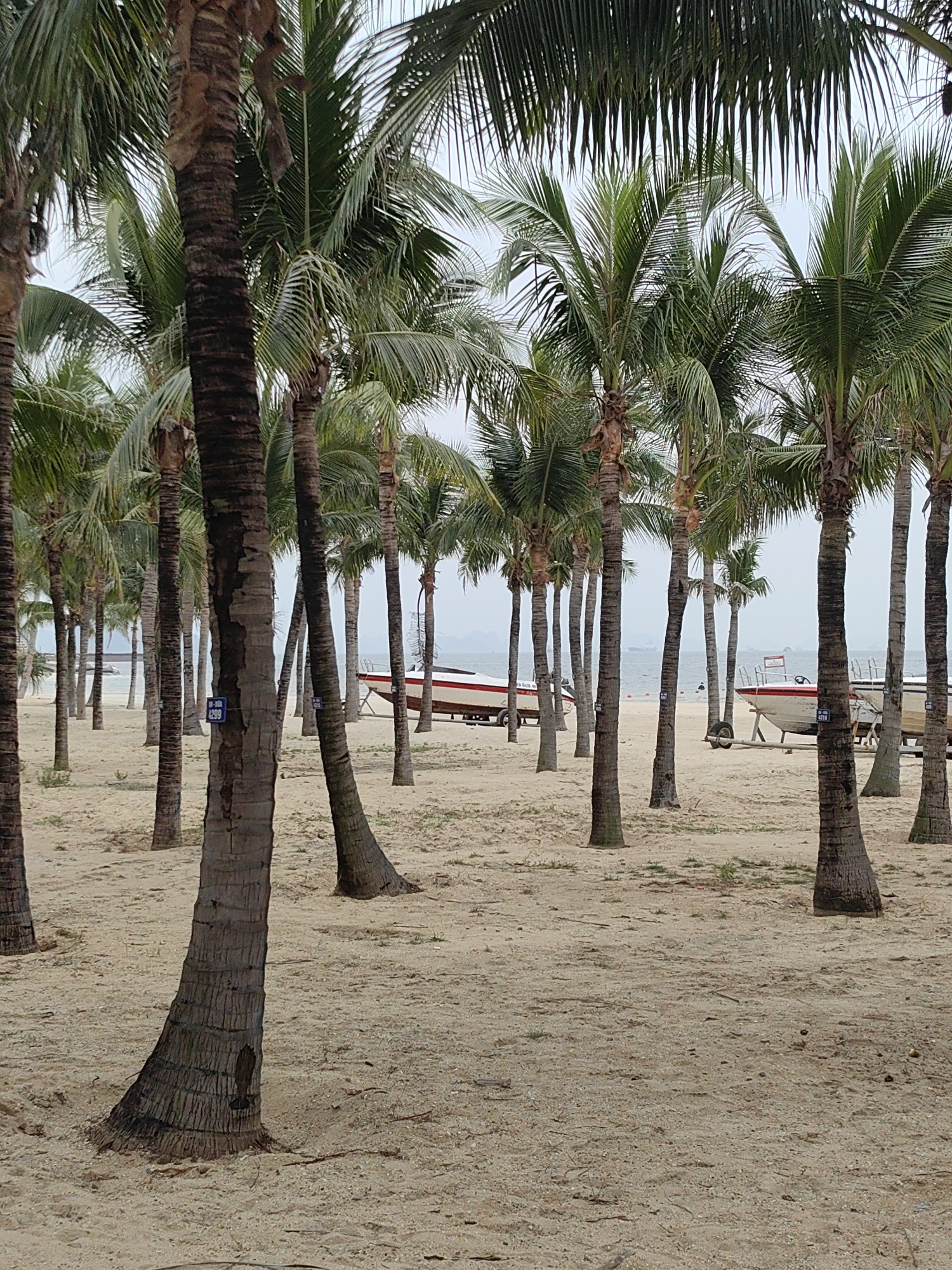 The image shows a sandy beach with rows of palm trees, most likely located in Bai Chay Ward, Vietnam. Two boats are visible on trailers in the background between the trees. The sky is overcast. No people are clearly discernible.