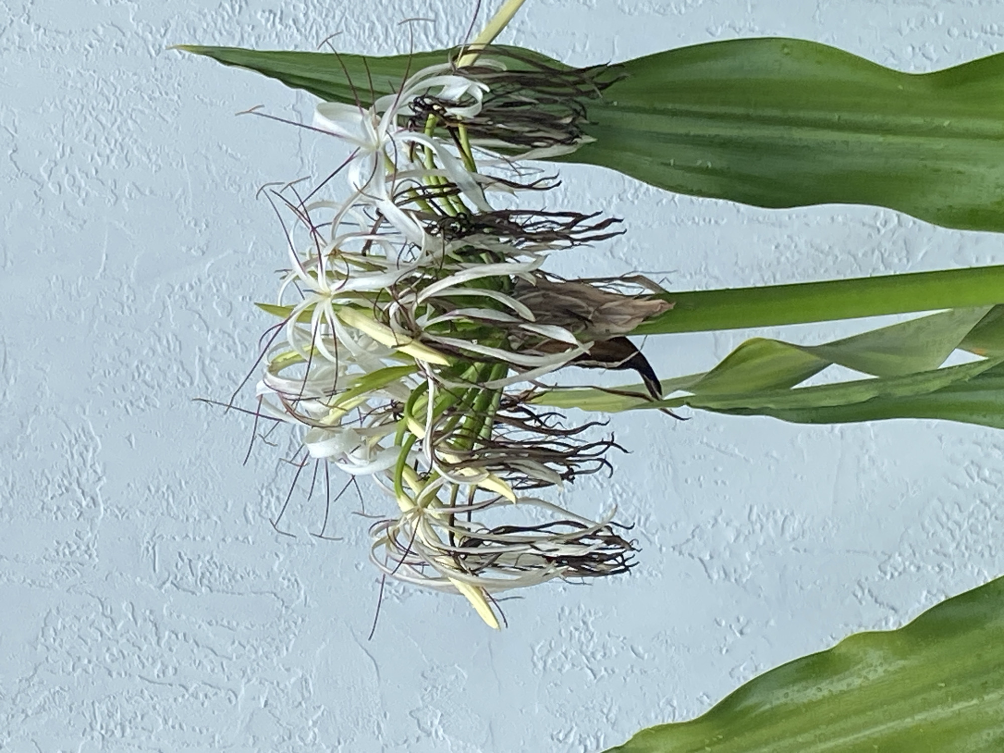 A close-up, vertical shot features a cluster of white flowers with long, thin petals and stamens, some of which are drooping and appear dried out, against a textured light blue wall. The flowers are on a green stem, with several large, green leaves in the foreground and background. The wall has an uneven, stucco-like texture.