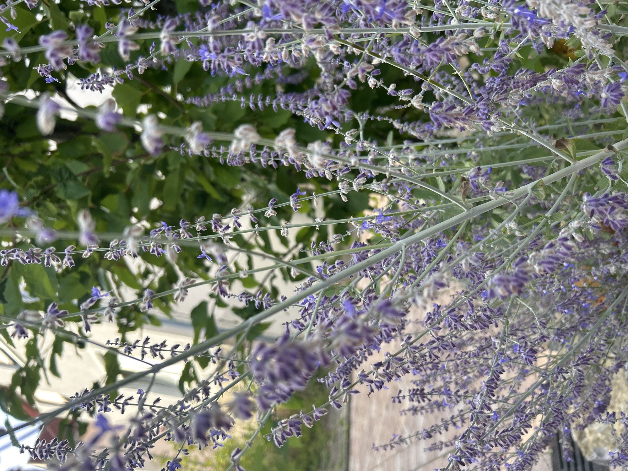 The image displays a close-up view of Russian sage (Perovskia atriplicifolia) plants with their characteristic spiky purple flowers and silvery-gray foliage. The plants are dense and lush, with many individual flower spikes creating a soft, hazy effect. The background consists of blurred green foliage and a light-colored building, suggesting an outdoor setting. Some areas of the image are out of focus, particularly the background and the furthest reaches of the plants, drawing the viewer's attention to the detailed texture and color of the flowers and stems in the foreground. The lighting appears natural, possibly from an overcast day or late afternoon sun, casting a soft glow on the scene. The image was captured in Detmold, Germany.