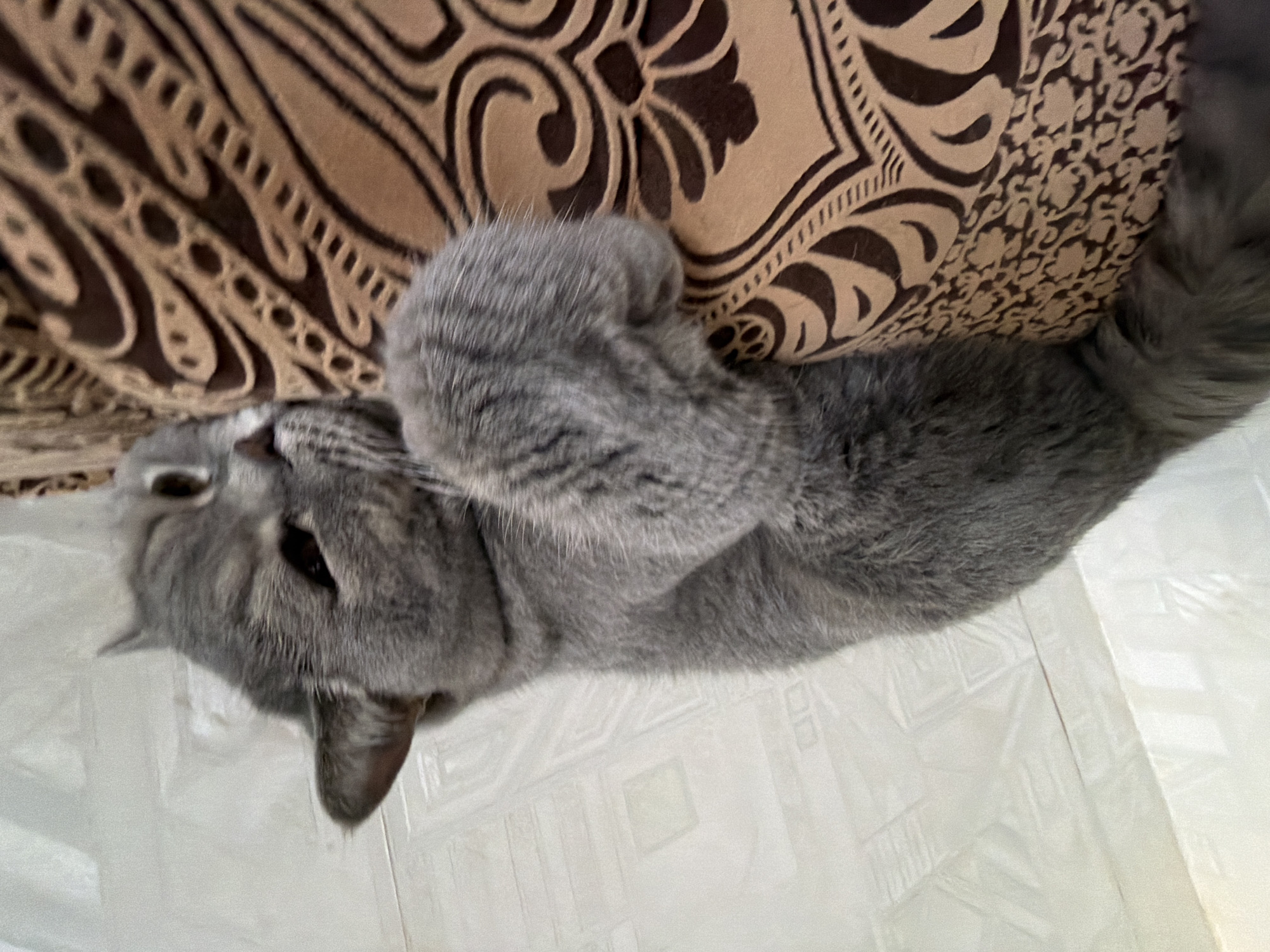 A gray cat is lying on a white, tiled floor, its head near the patterned edge of a brown and beige couch. The location is unknown and not visible in the image.