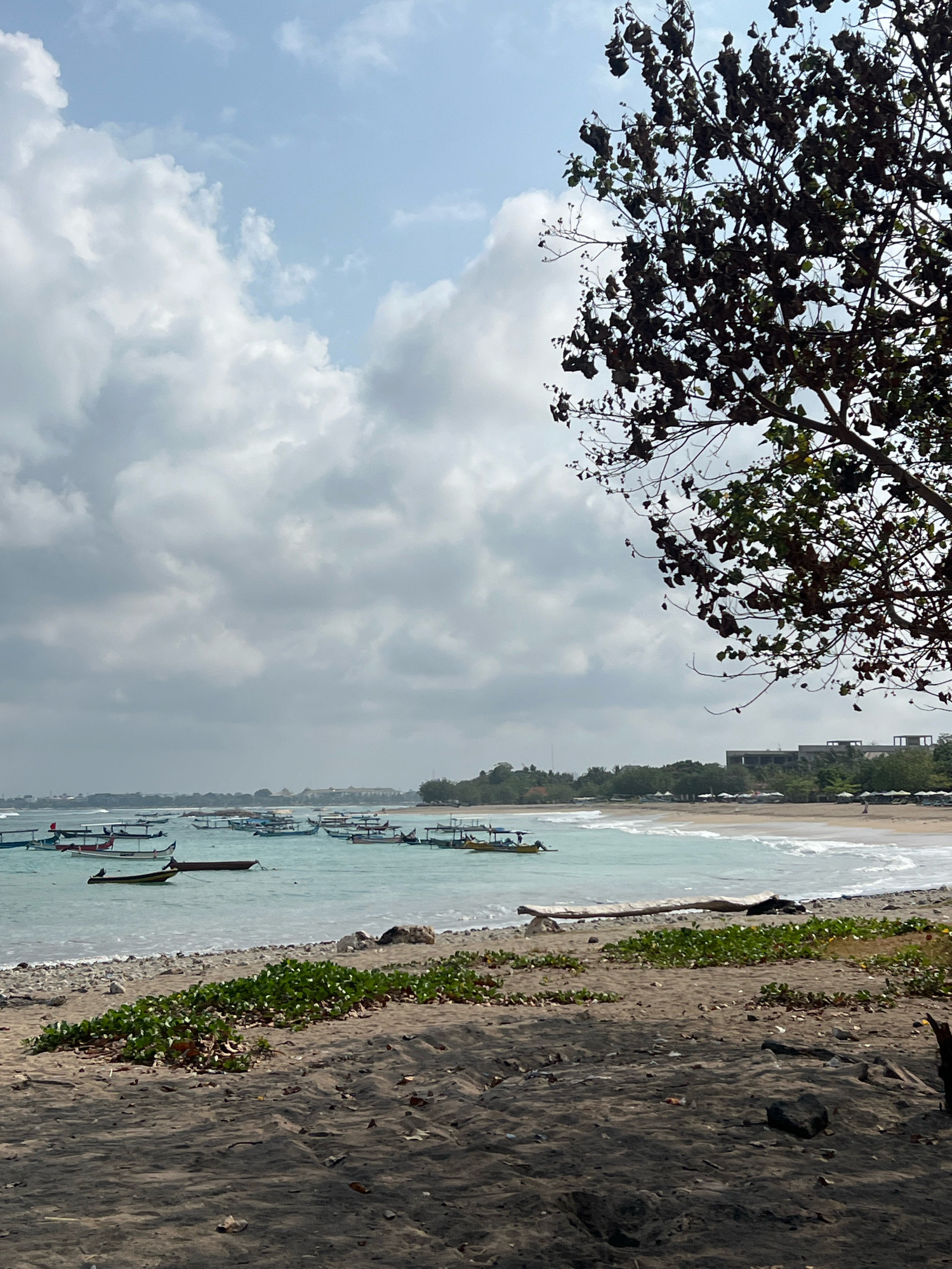 The image depicts a serene beach scene in Kuta, Indonesia. In the foreground, a sandy beach is visible, with scattered leaves and a few rocks. Dense green vegetation grows along the edge of the beach. Beyond the vegetation, the calm, turquoise water of the ocean stretches out, dotted with numerous traditional Balinese fishing boats, their long, slender hulls bobbing gently on the surface. The boats appear to be anchored or stationary. In the middle ground, a gentle wave rolls onto the shore. Further in the distance, the coastline is lined with palm trees and resort buildings, indicating a developed tourist area. The sky above is a mix of bright blue and scattered white clouds, suggesting fair weather. A large tree with dark, dry leaves frames the right side of the image, casting a shadow on the scene below. No people are clearly visible in the immediate foreground or on the boats, but distant figures can be seen on the beach in the middle ground, suggesting a low density of beachgoers. The overall impression is one of tranquility and natural beauty, characteristic of a tropical coastline.