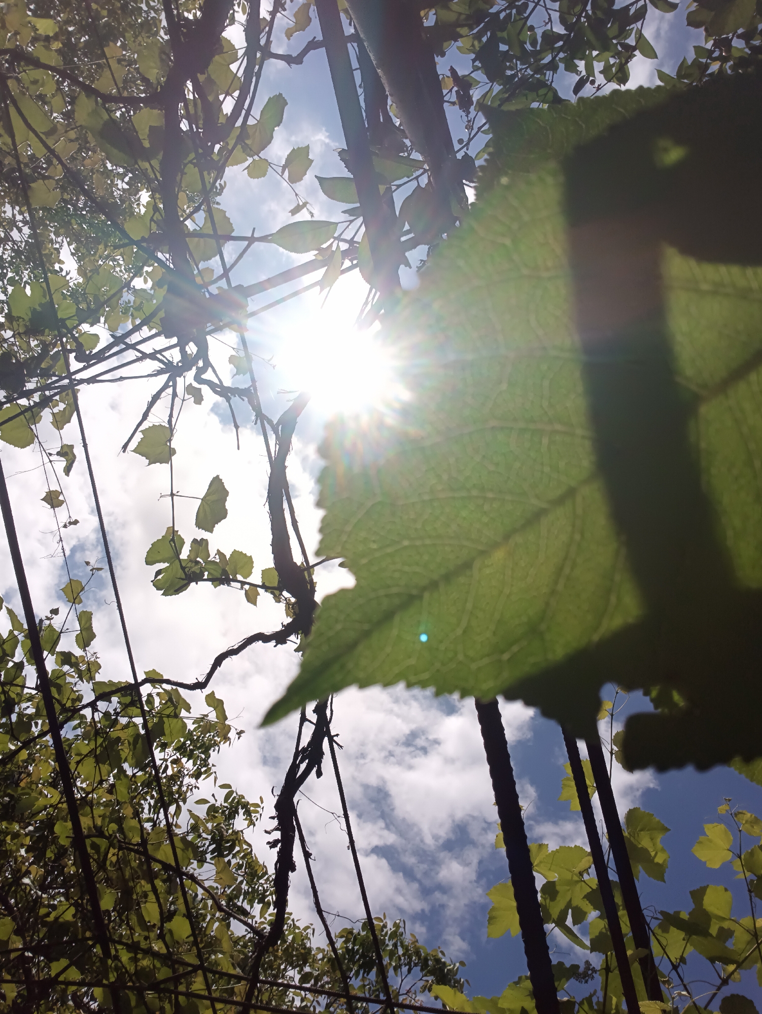 The photograph depicts a scene looking upwards through foliage, with the sun shining brightly through the leaves and branches, suggesting a wooded or natural environment. The sky is visible through the gaps in the canopy, with white clouds against a blue background. A large leaf is prominently featured in the foreground, obscuring part of the view. There are no people visible. The image does not provide any visual clues to confirm it being in Biliaivka, Ukraine, or any specific urban features.