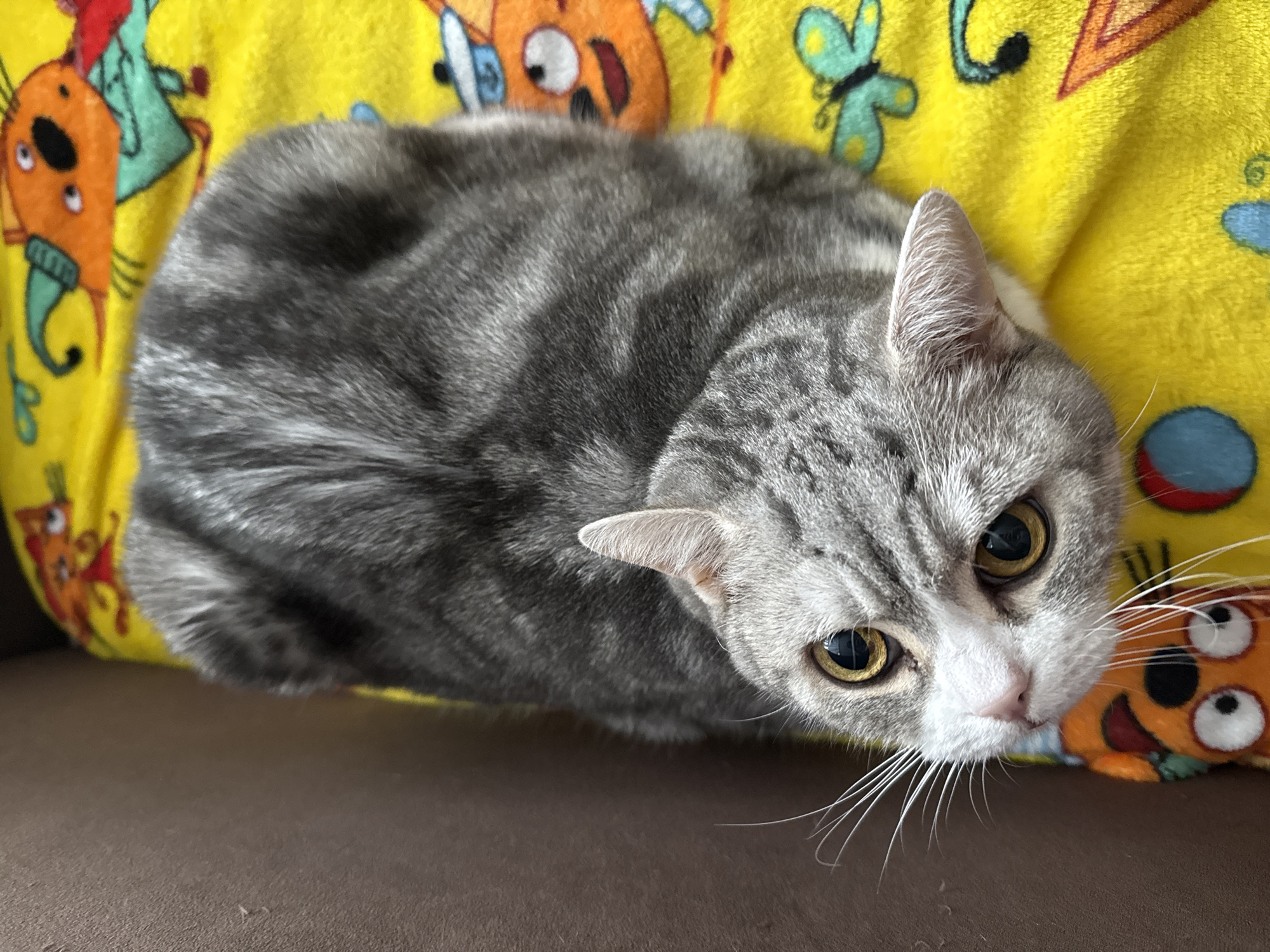 A gray tabby cat is resting on a brown surface, likely a couch or chair. It is curled up, with its head turned toward the camera. The cat has yellow eyes and white whiskers. Behind the cat is a bright yellow blanket with colorful cartoon-like characters. The location is not identifiable from the image.
