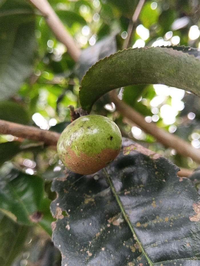 A close-up image shows a round, green fruit with a reddish-brown base, hanging from a tree branch. A smooth, green leaf arches above the fruit, while a darker, damaged leaf rests below it. Bokeh effects illuminate the background, obscuring details. The focal point is the fruit, showcasing its color contrast and texture. The surrounding leaves exhibit imperfections like jagged edges. The composition is tight, emphasizing the fruit and its immediate environment.