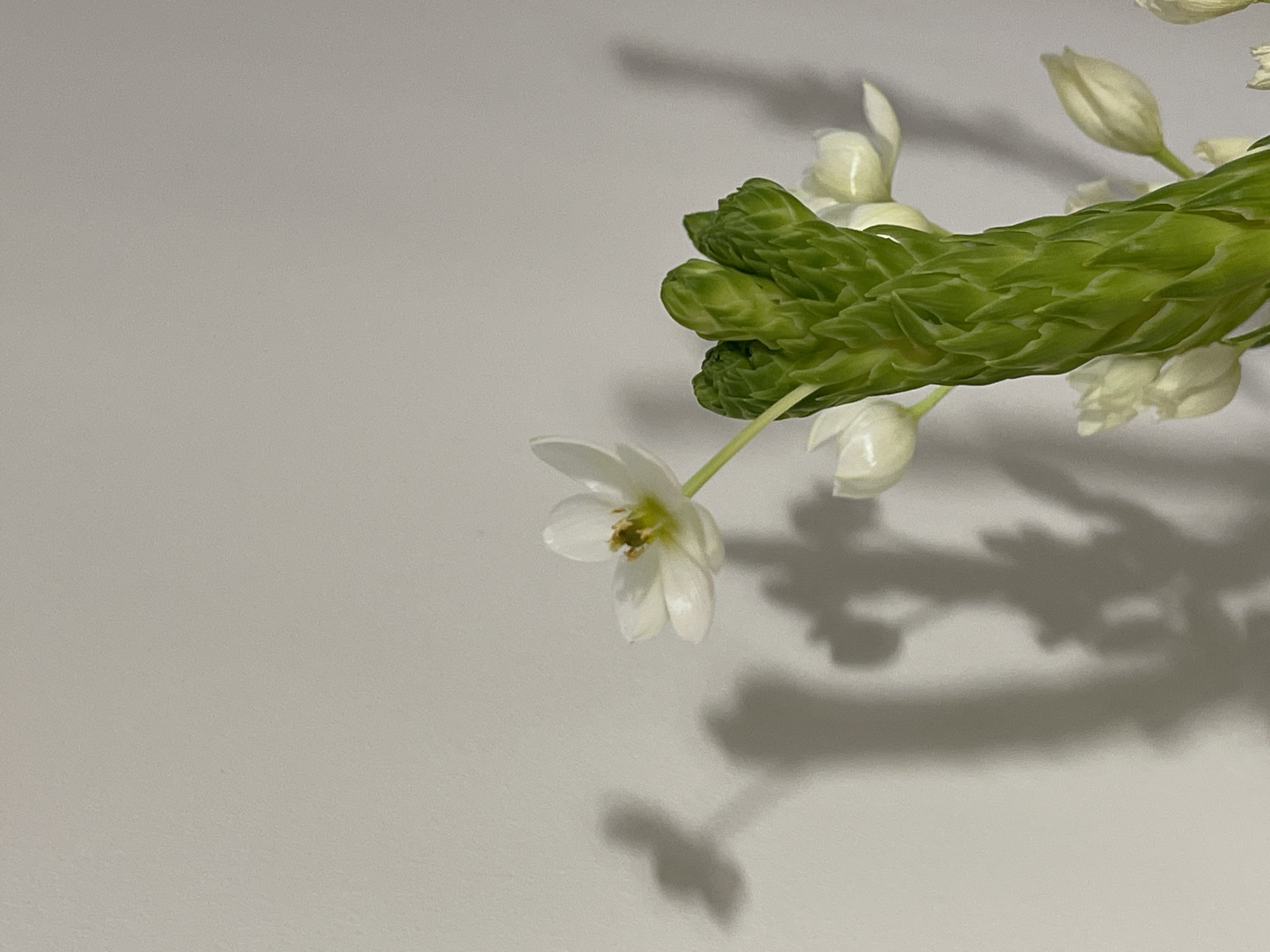The image shows a sprig of white flowers against a light gray background. The flowers are small and delicate, some open with visible stamens and some still in bud. The stem is green and textured, casting a distinct shadow on the background. The setting and location are not discernible from the image.