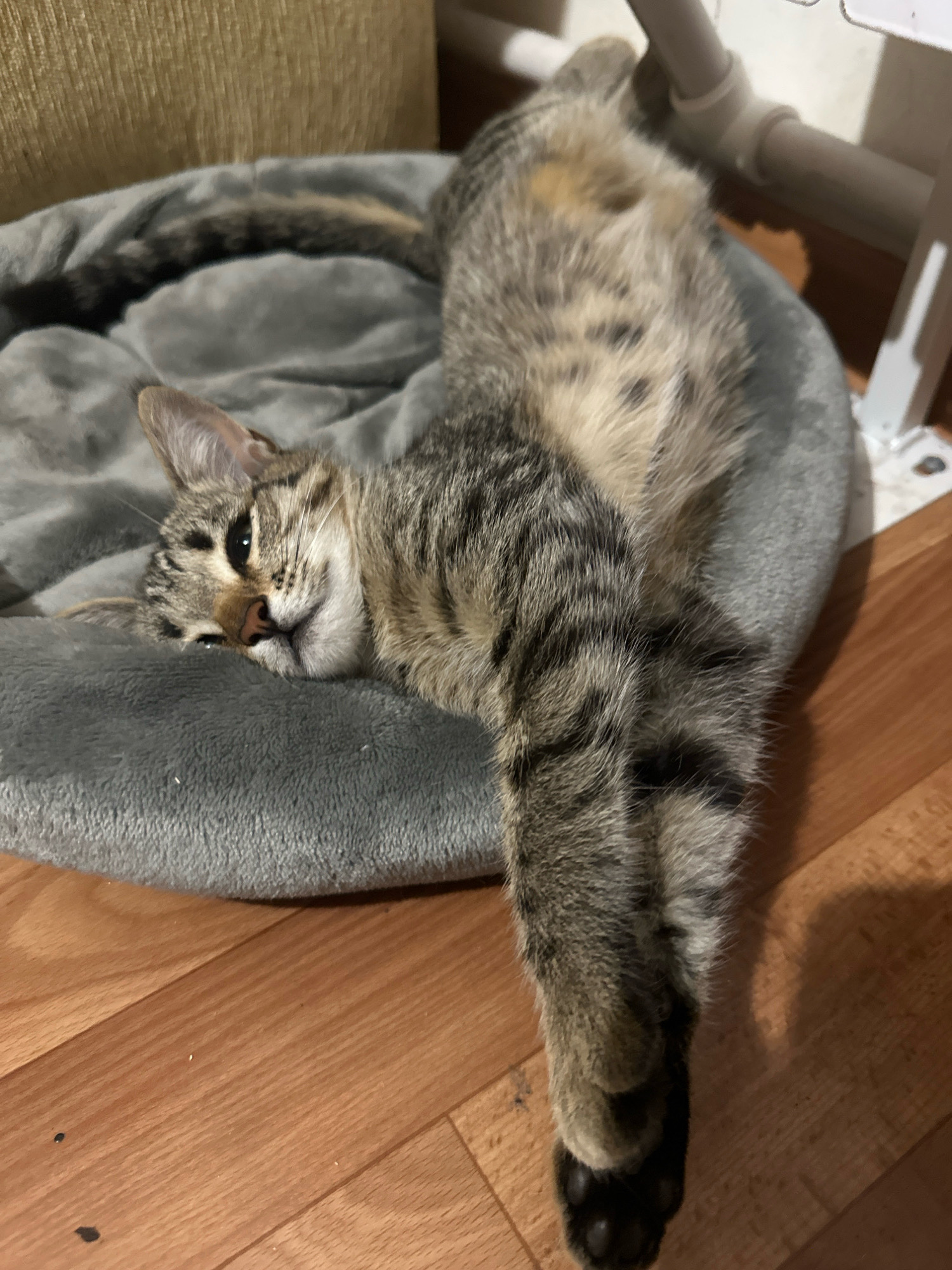 A tabby cat is lying on its back in a gray cat bed on a wooden floor. The cat is mostly gray with black and tan stripes. Its belly is exposed, and its front paws are stretched out in front of it. The cat's eyes are partially closed, and it appears to be relaxed. The cat bed is round and has raised edges. The wooden floor is made of light-colored planks. The background is blurred, but appears to be a wall with some furniture. The image was taken in Karamaly, Russia.