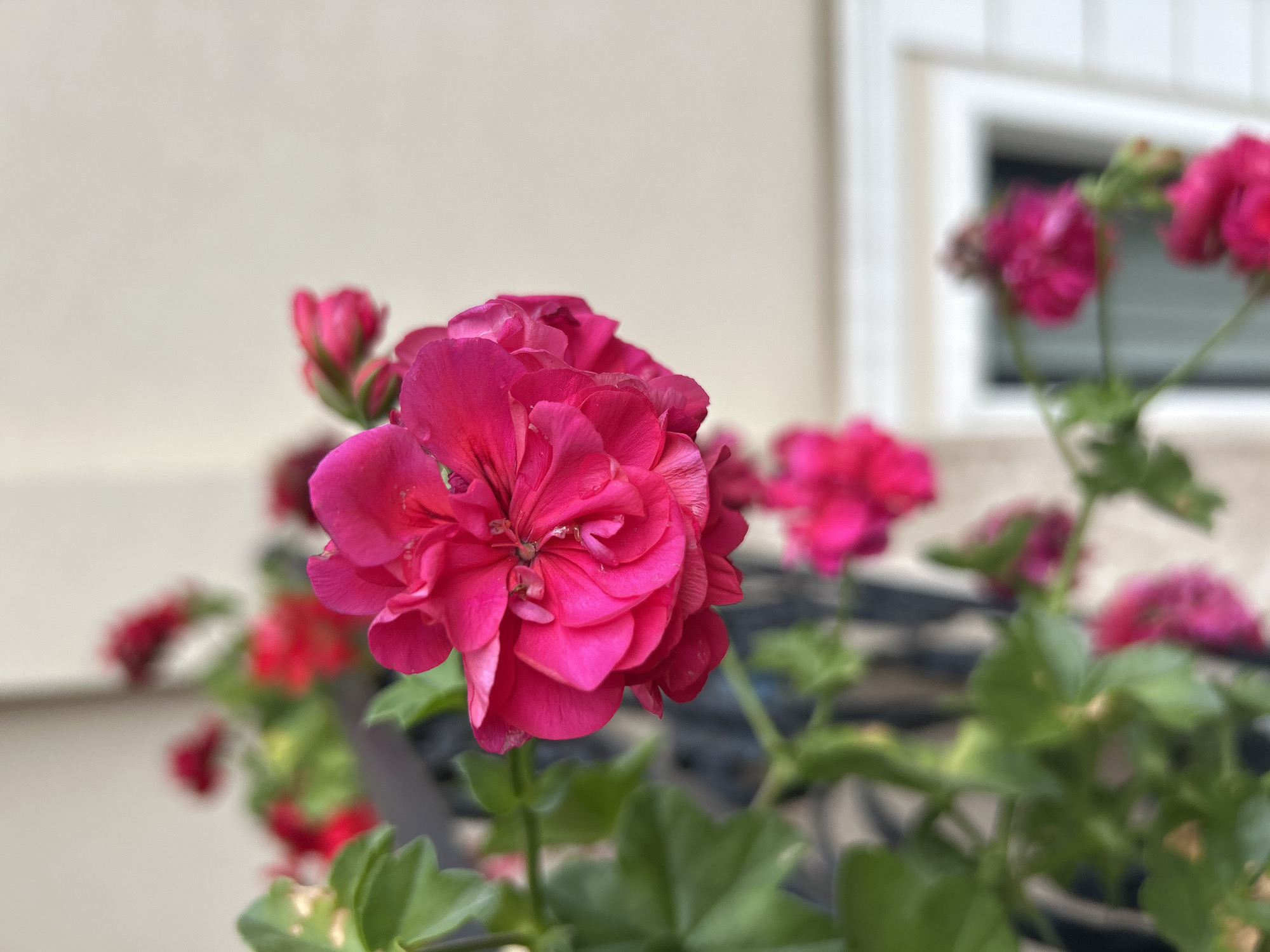 A close-up, eye-level shot focuses on a vibrant pink geranium bloom in the foreground, its petals layered and slightly ruffled. The flower is part of a cluster of similar blooms and green foliage, cascading down from what appears to be a balcony railing, suggested by a dark, wrought-iron-like structure partially visible. Behind the main flower, other pink geraniums and green leaves are blurred, creating a shallow depth of field. In the background, the beige wall of a building is visible, with a white-trimmed window and another out-of-focus cluster of pink flowers. The lighting suggests it is daytime. This scene is not specifically identifiable as being in Plovdiv, Bulgaria, without additional context.