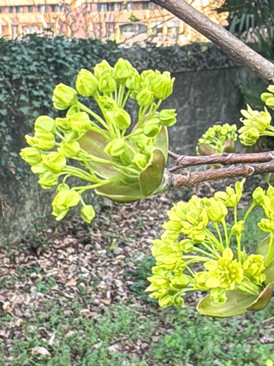 The image provides a close-up, forensic view of nascent plant life in Erba, Italy. Two clusters of vibrant lime-green flower buds and emergent leaves are prominently displayed on a brown, textured tree branch in the foreground. The background, rendered with a shallow depth of field, features a dark green, ivy-covered vertical surface, likely a wall or fence, situated above a ground surface covered in dried brown leaves and scattered green vegetation. Beyond this, a multi-story building with light brown facades and multiple windows is partially visible through bare tree branches. No human subjects or dynamic interactions are depicted.