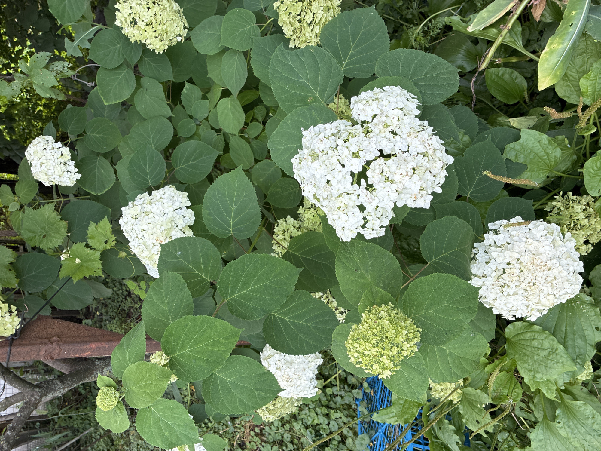 This is a medium-shot, eye-level, natural light photograph of a cluster of white hydrangeas and green foliage. The hydrangeas are in various stages of bloom, with some fully white and others in a pale green, budding phase. The leaves are large, ovate, and a vibrant green, with some showing signs of minor damage such as holes. The background is a dense mix of green vegetation, with a rusty metal post and a hint of a tree trunk visible on the left side. A blue plastic object and some broad-leafed weeds are also present in the lower portion of the frame. The scene appears to be an outdoor garden or natural setting. There are no people or animals present. The photograph does not provide any specific information about the location in Chernoyarskaya, Russia, beyond it being an outdoor, vegetated area.